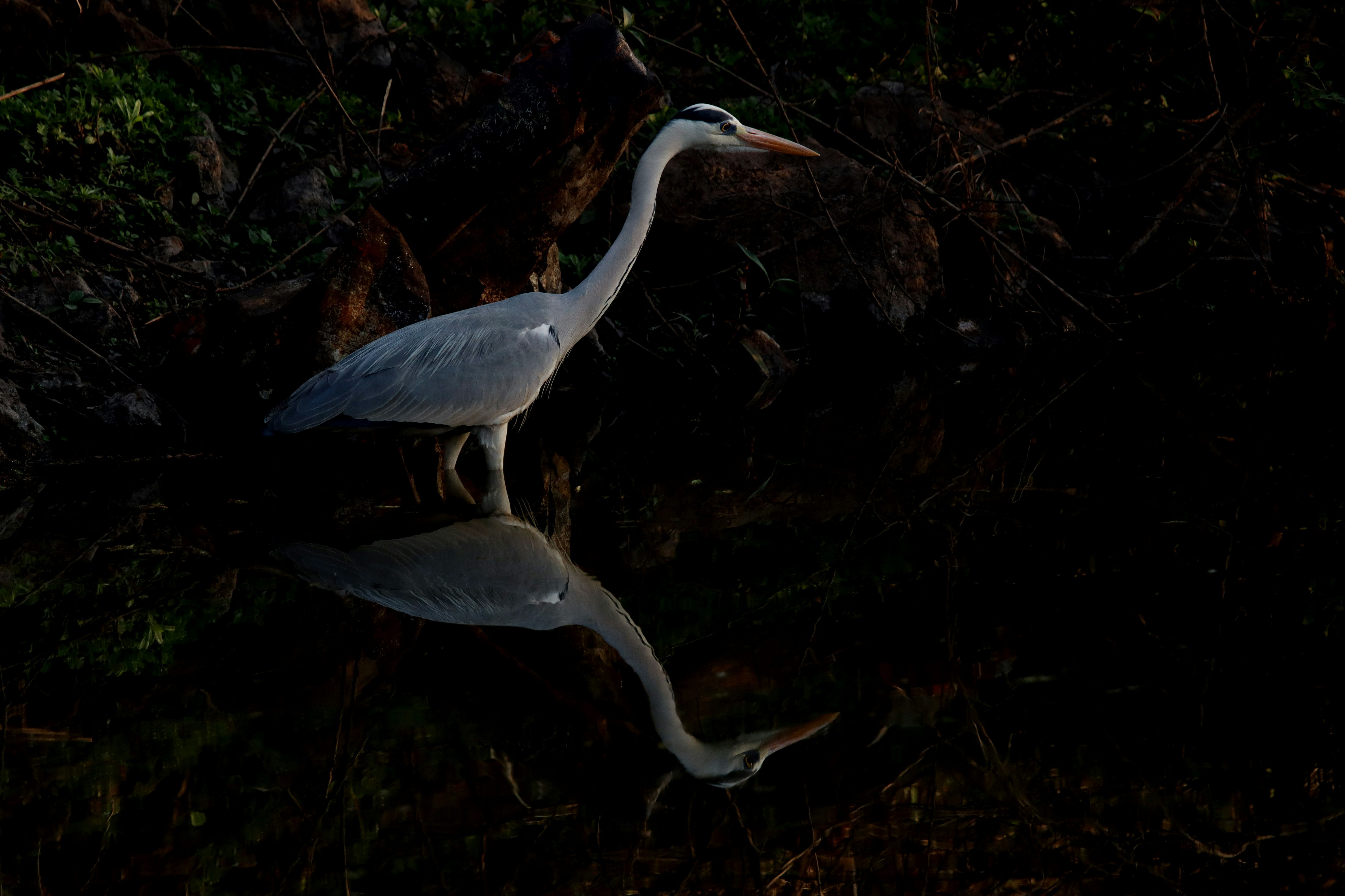 Photo by pushpak_art