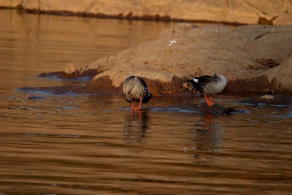Картинка, поясняваща отговорите на въпроса
