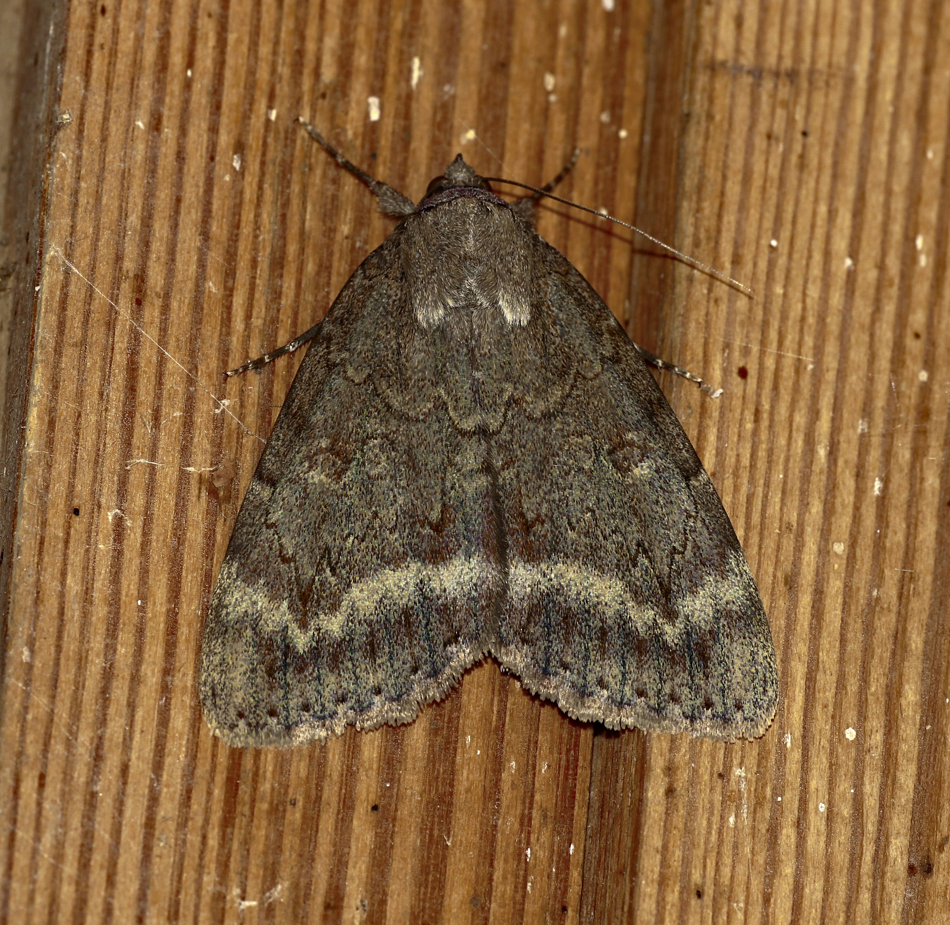 Photo by telliottmbamsc