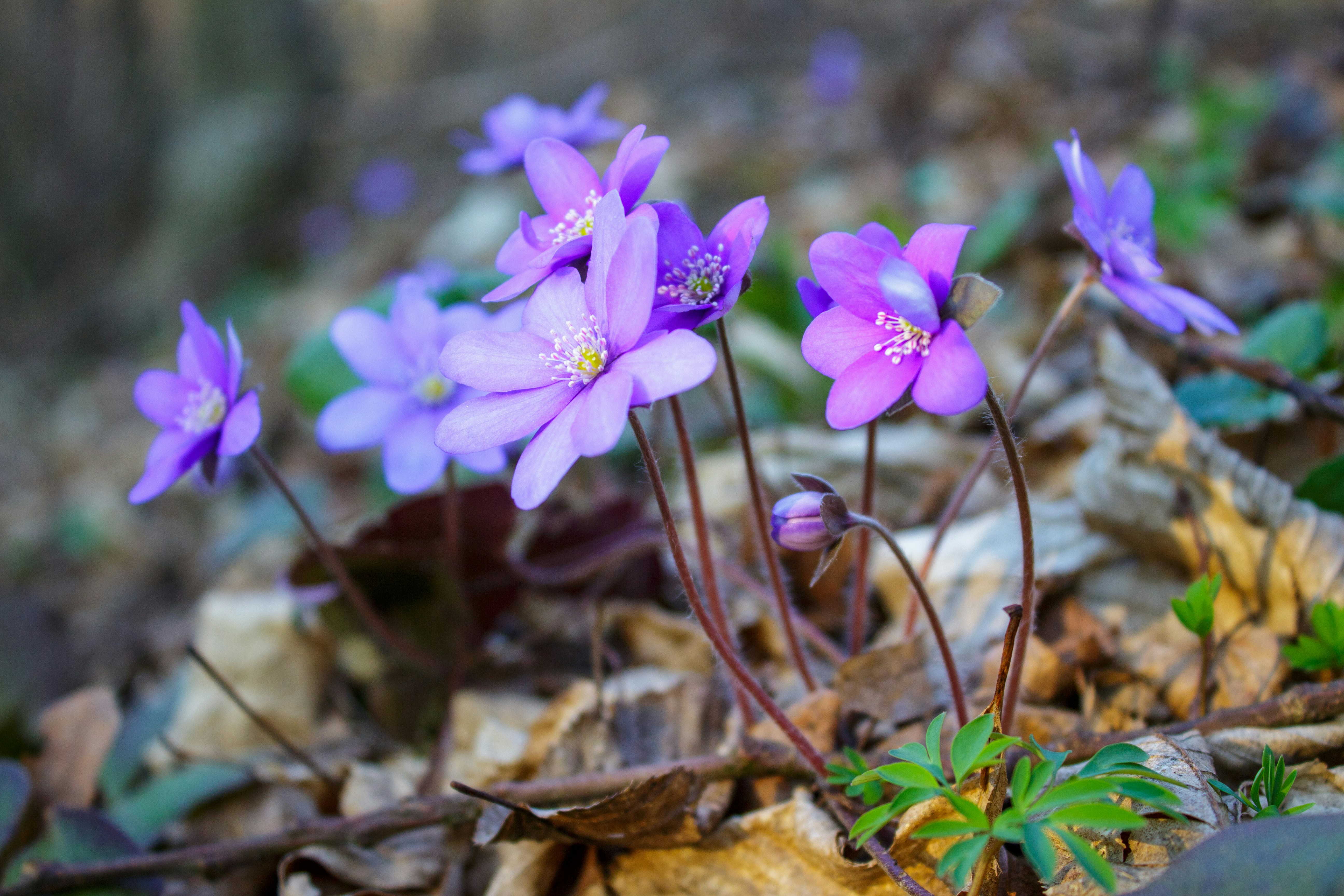 Photo by viktorsmoliak