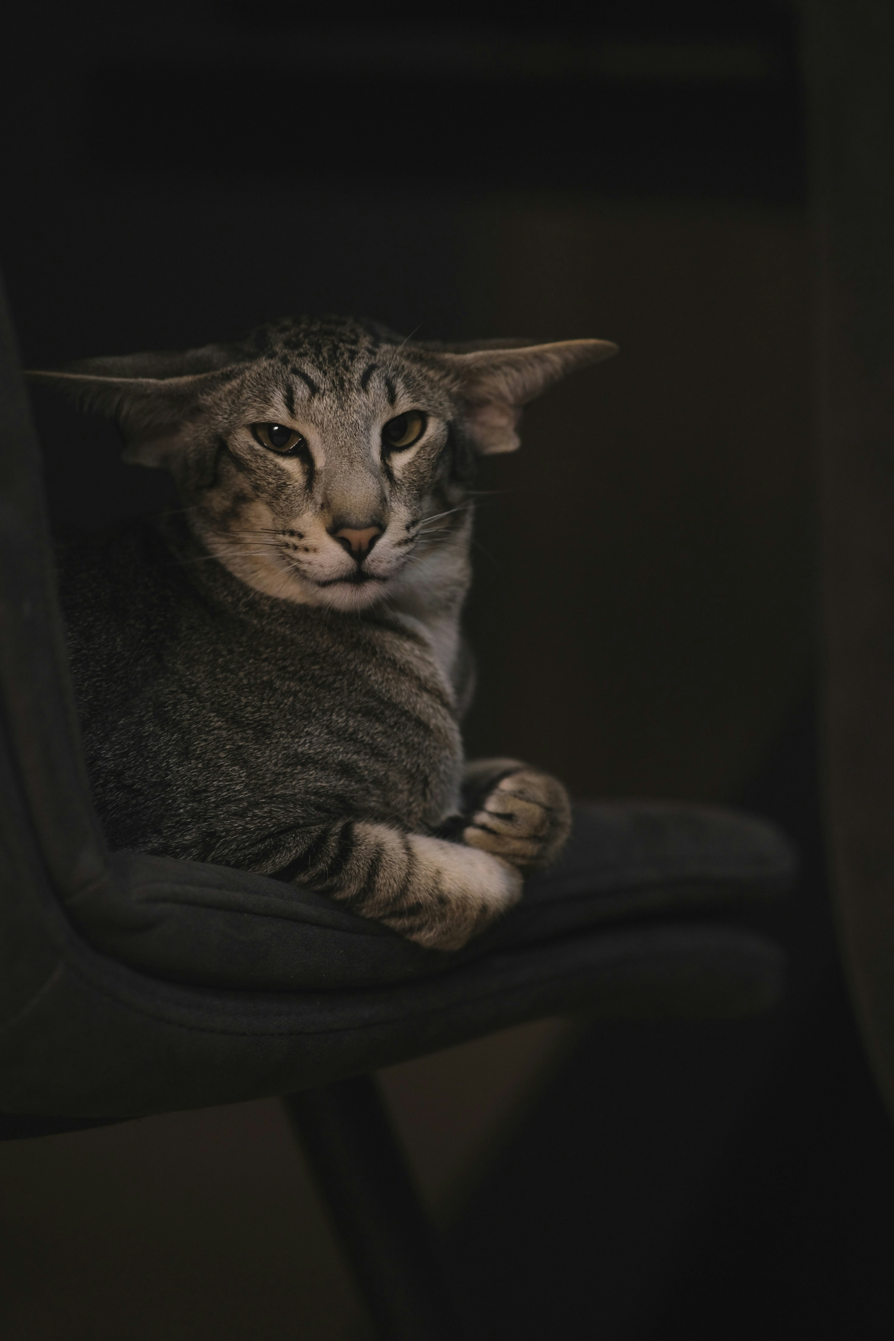 A cat is sitting on a chair looking at the camera
