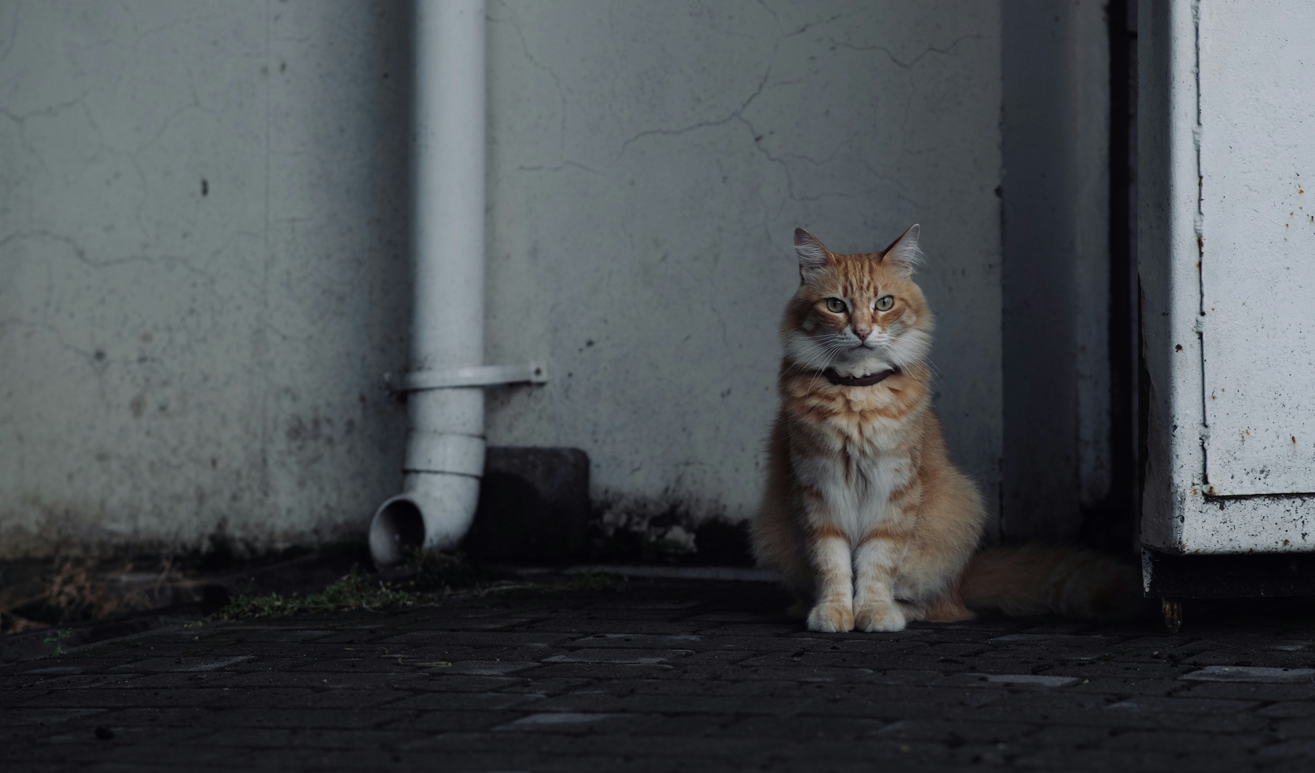 貓奴必看！喵皇行為解密，原來牠在暗示