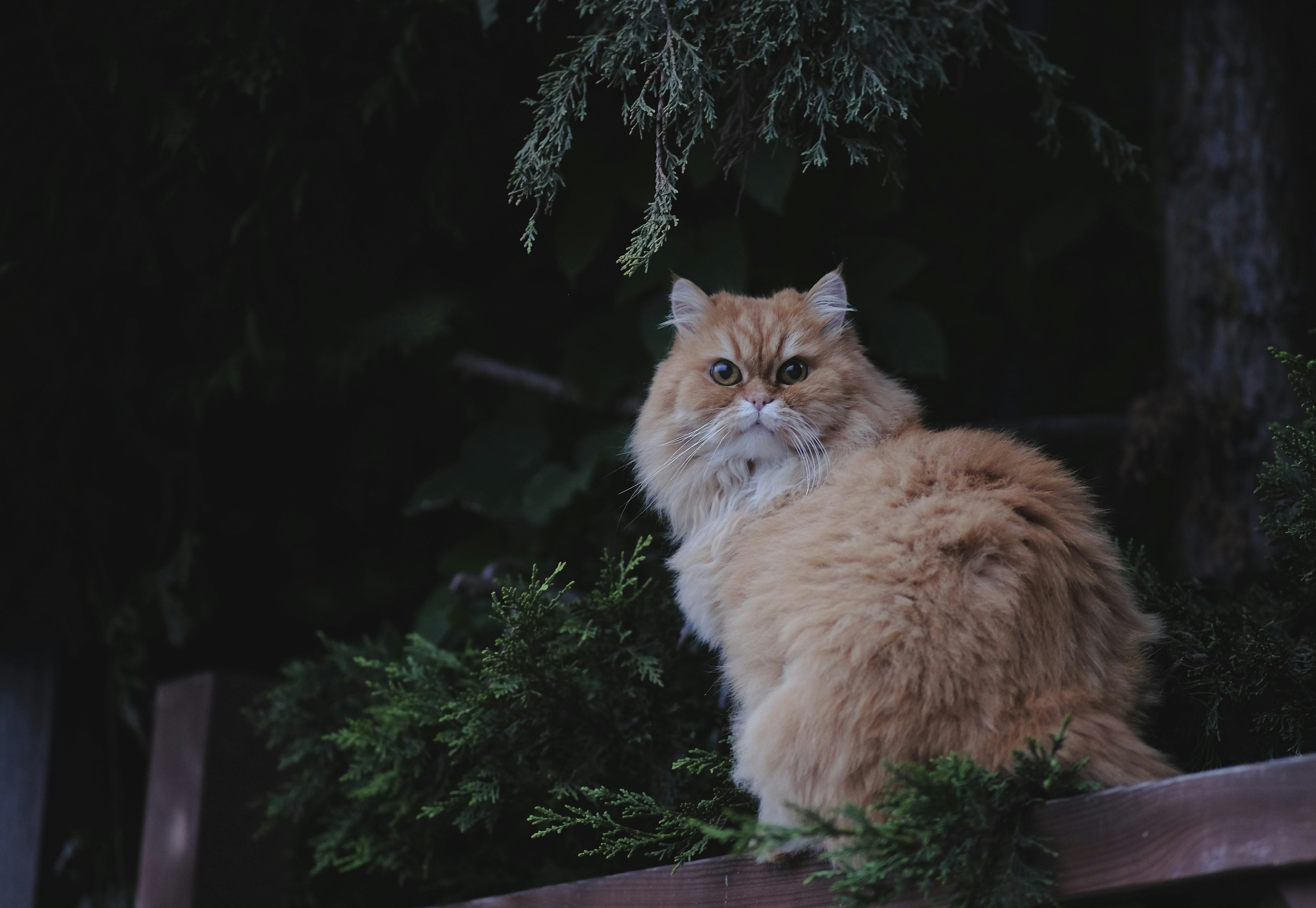 An orange cat sitting on top of a wooden rail photo – Free Wallpaper ...