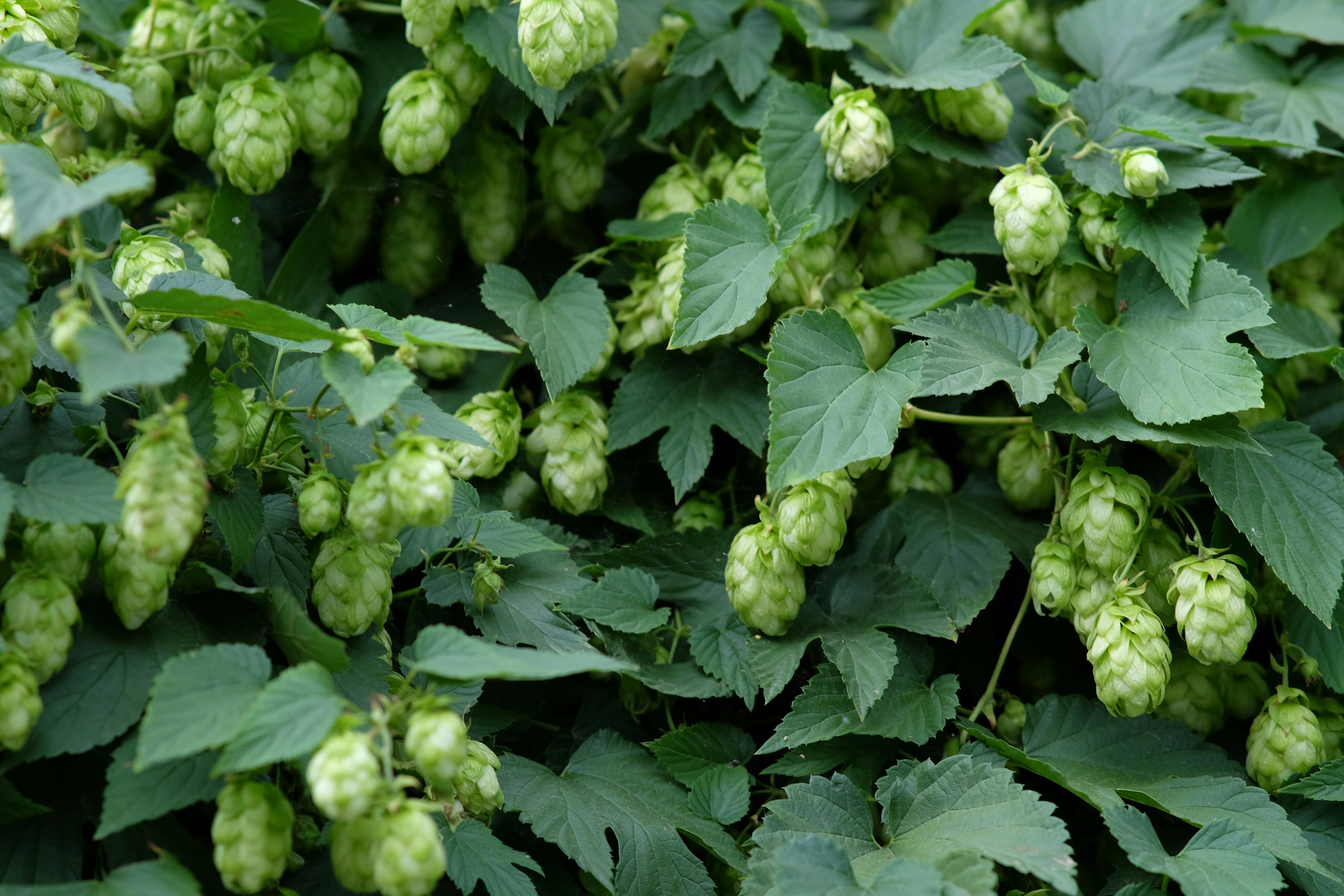 A close up of a bunch of green flowers