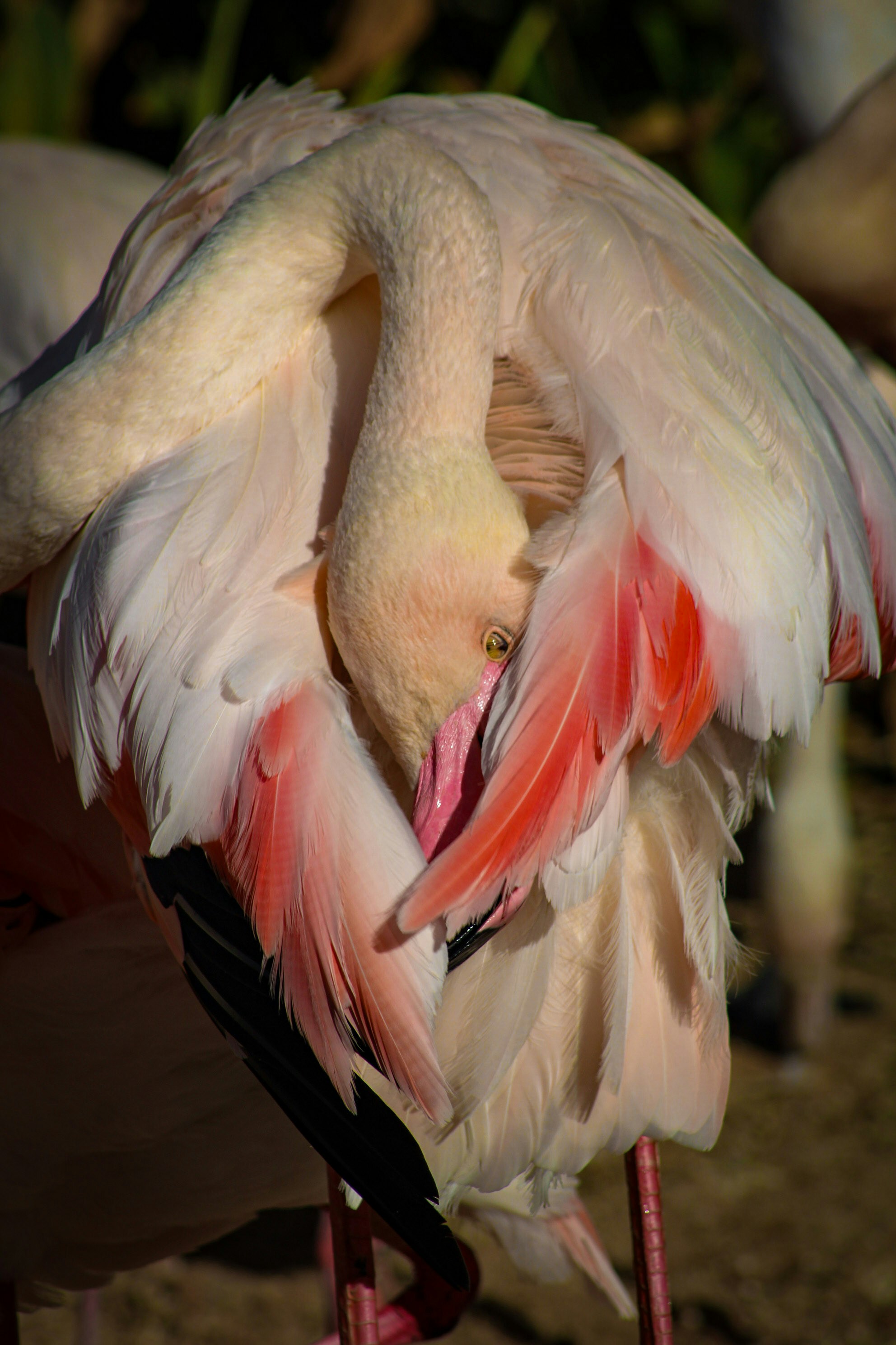 A close up of a bird with its beak open