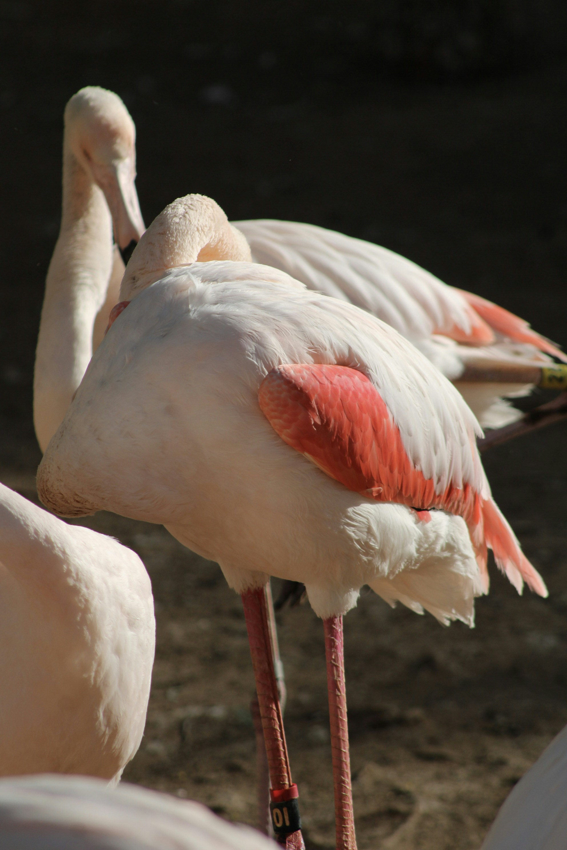 A group of flamingos standing next to each other