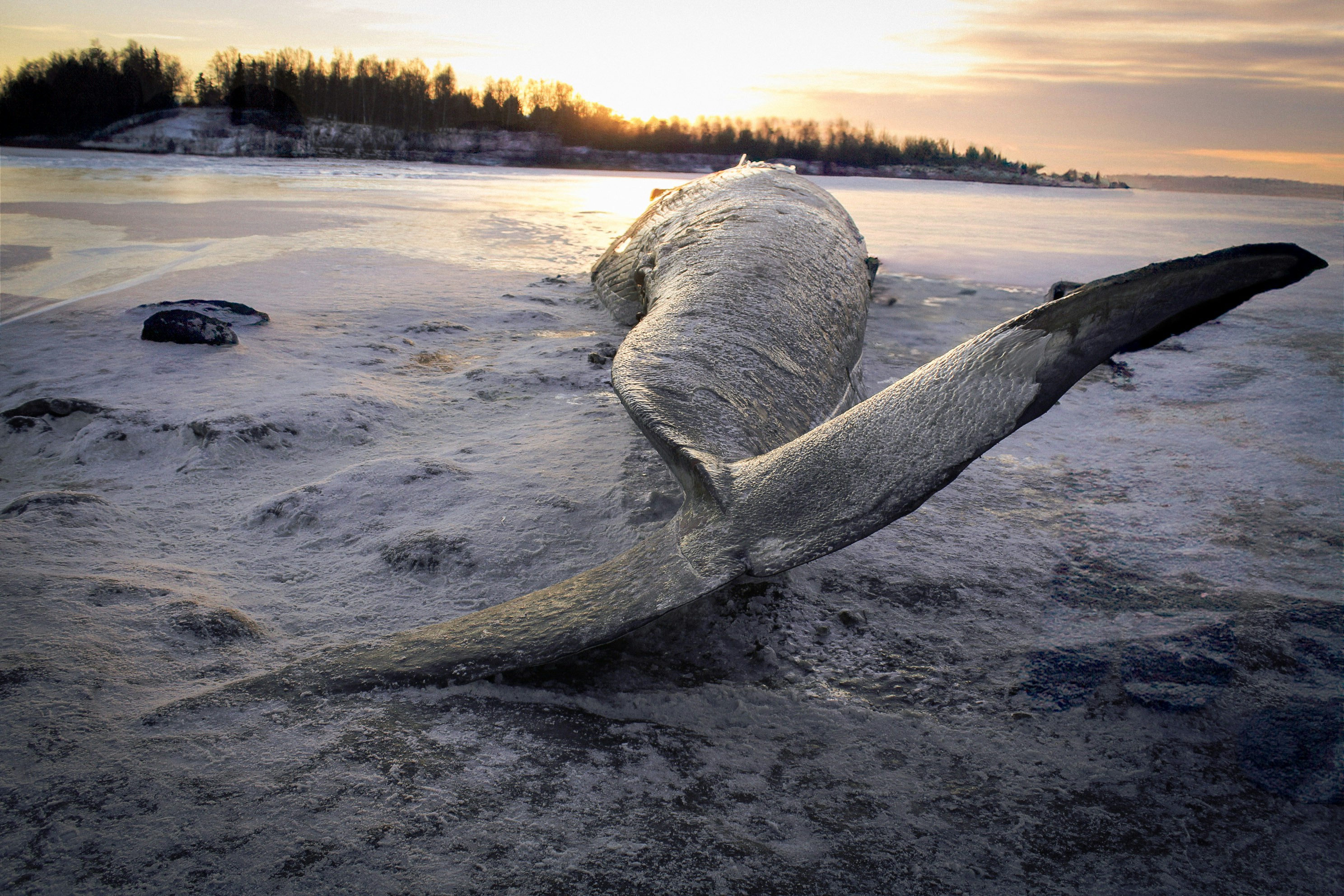 A dead bird on a beach with the sun in the background