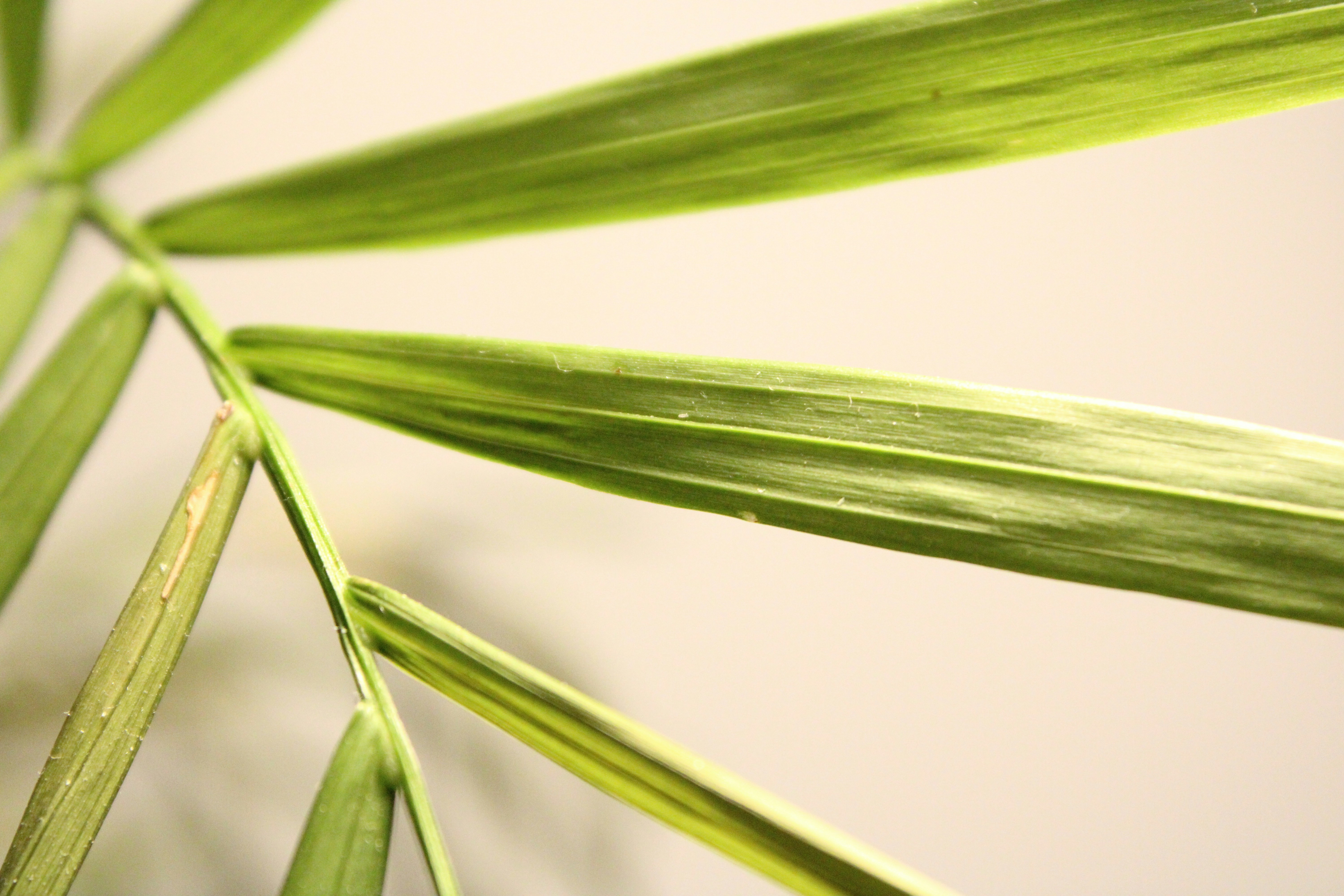 Photo by enamoradaaa