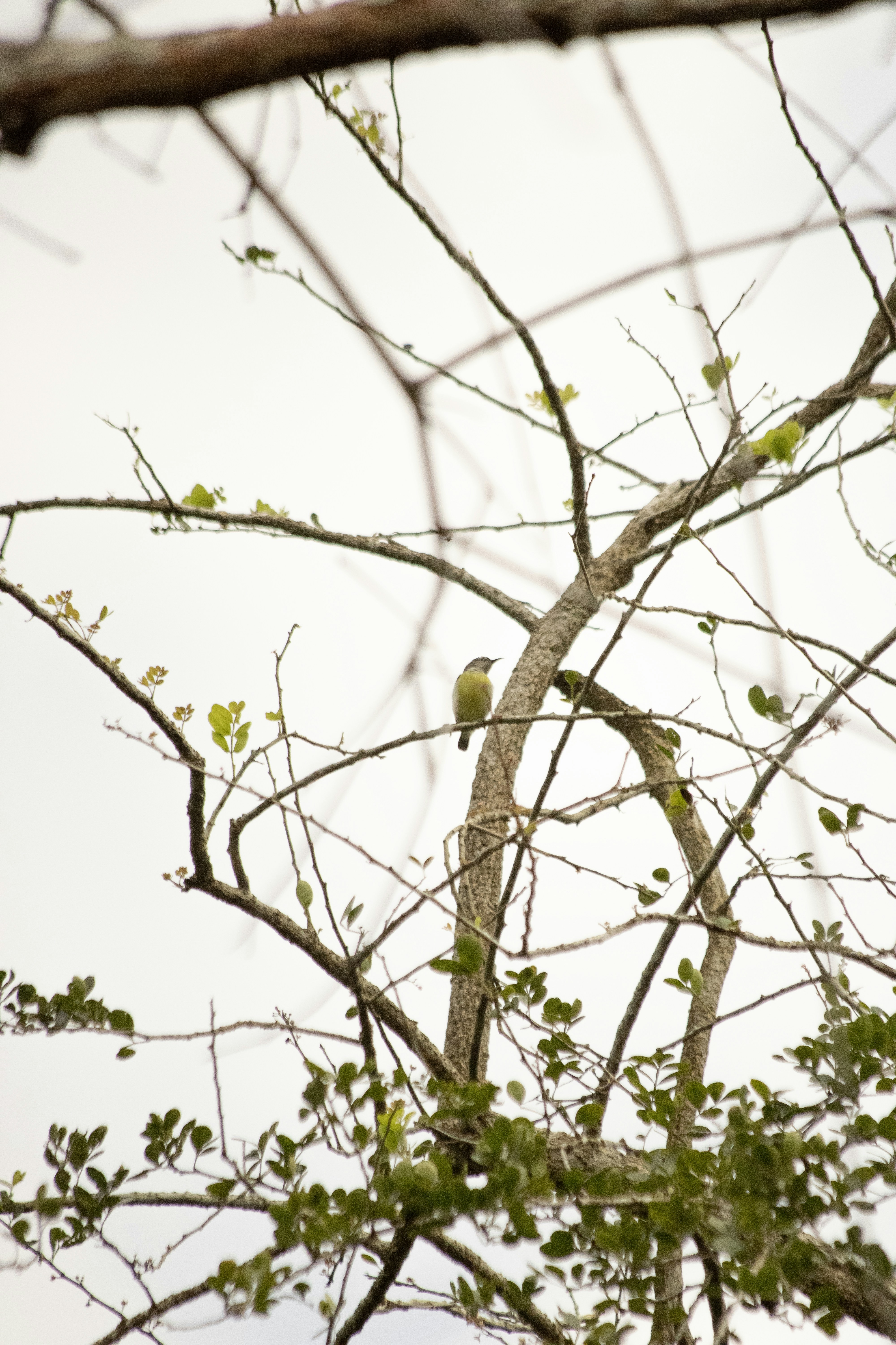 Tiny beautiful bird in vibrant colors