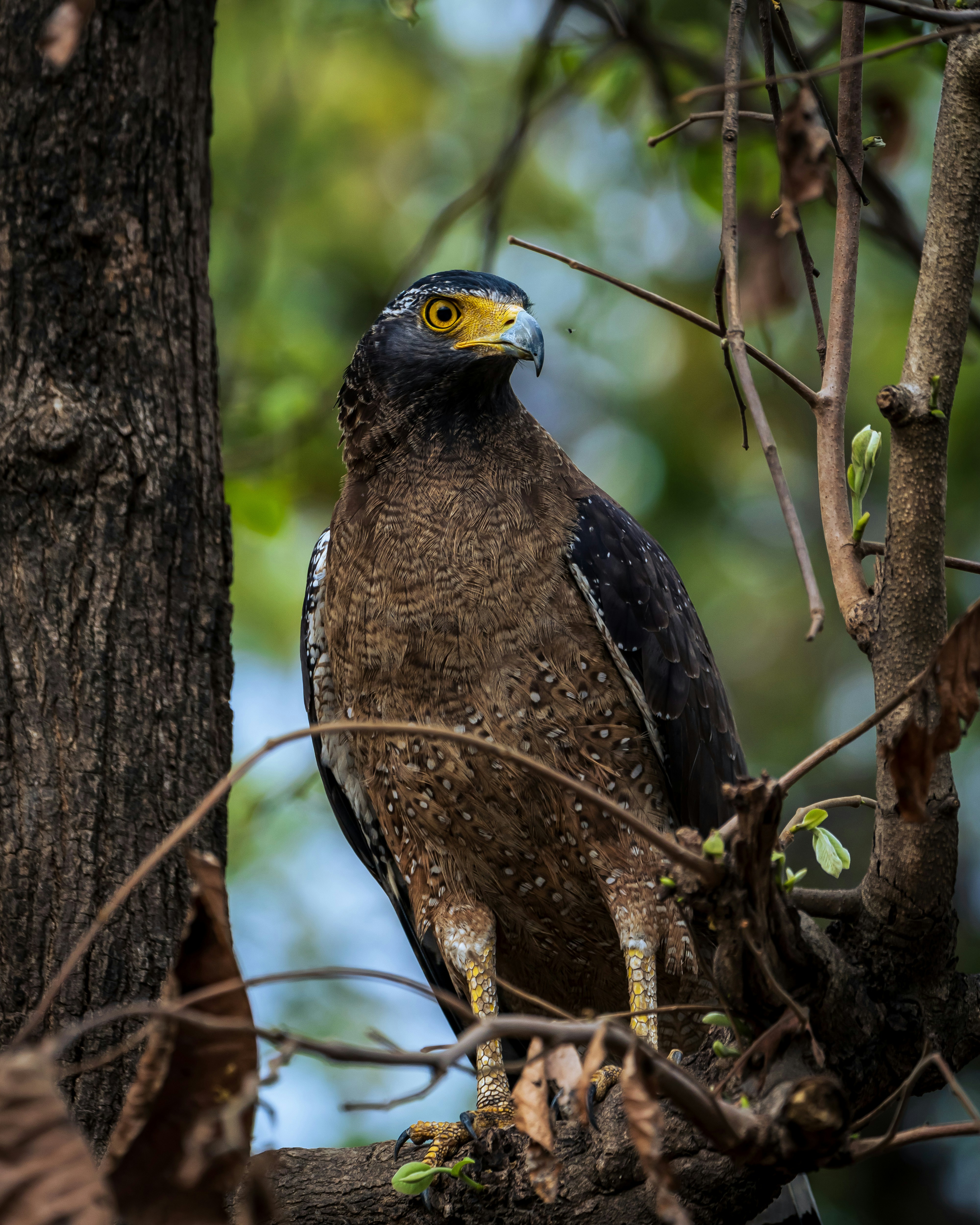 Un grand oiseau perché sur une branche d’arbre