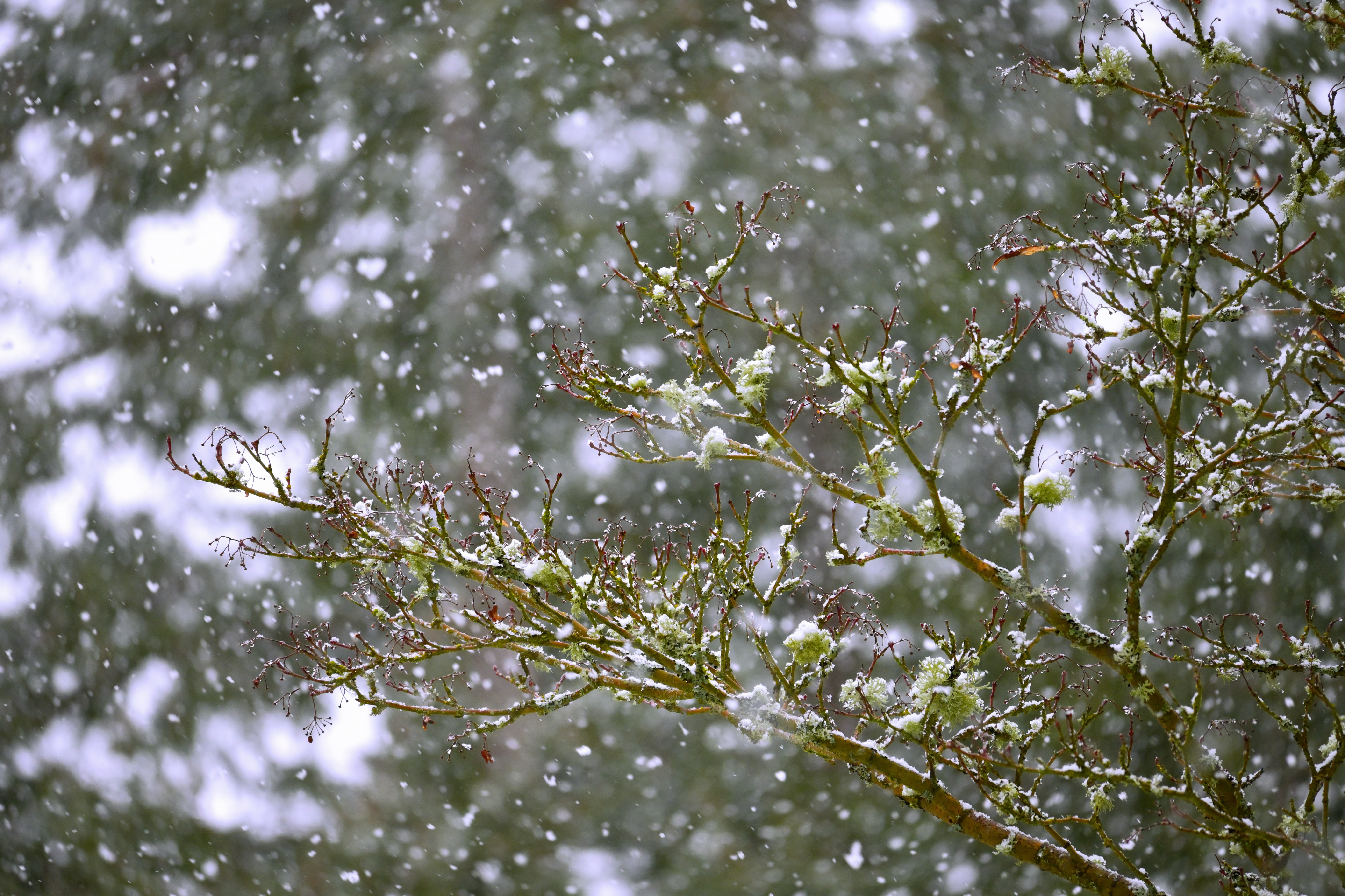 Photo by fleeting_glow