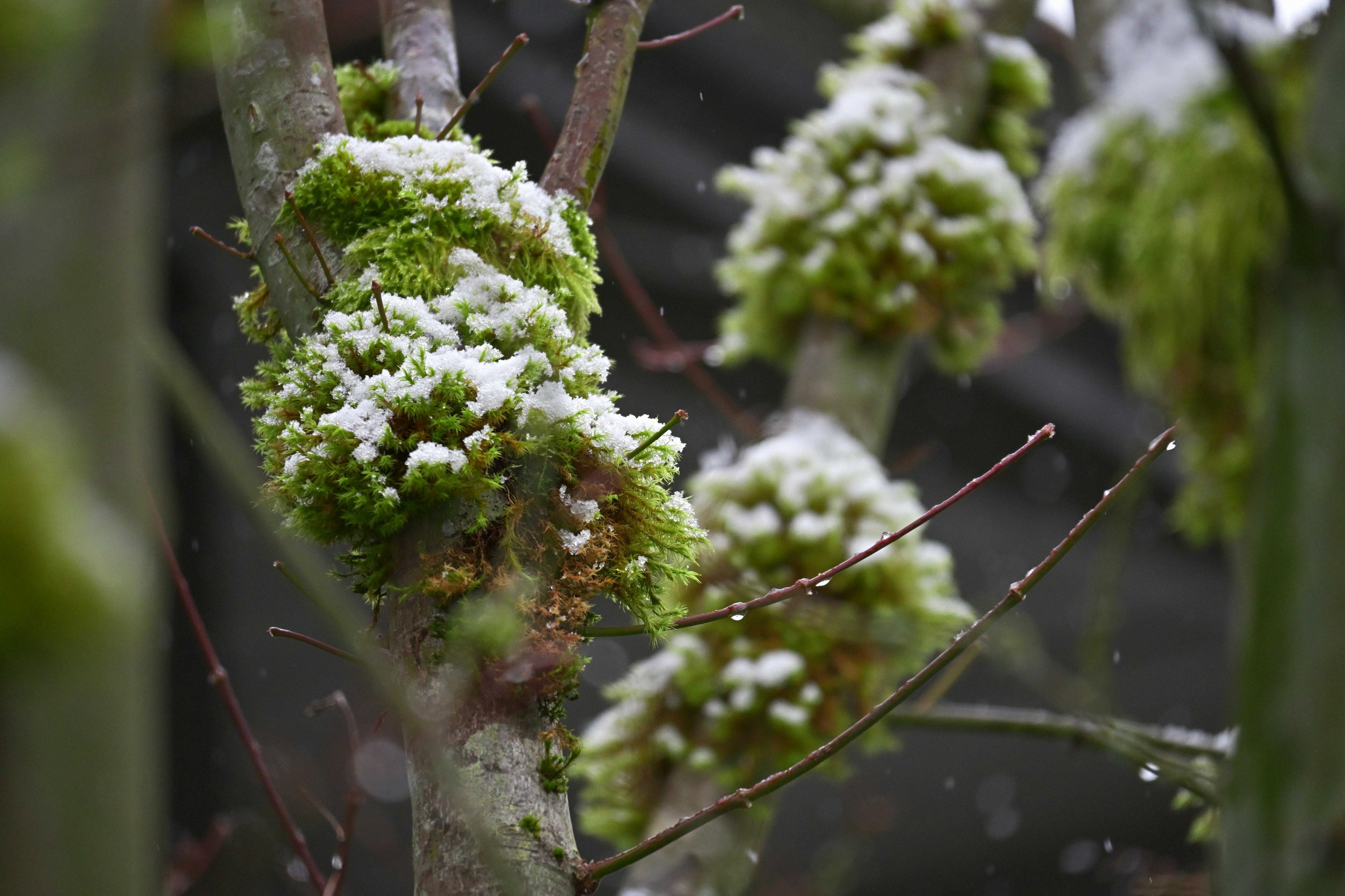 Photo by fleeting_glow