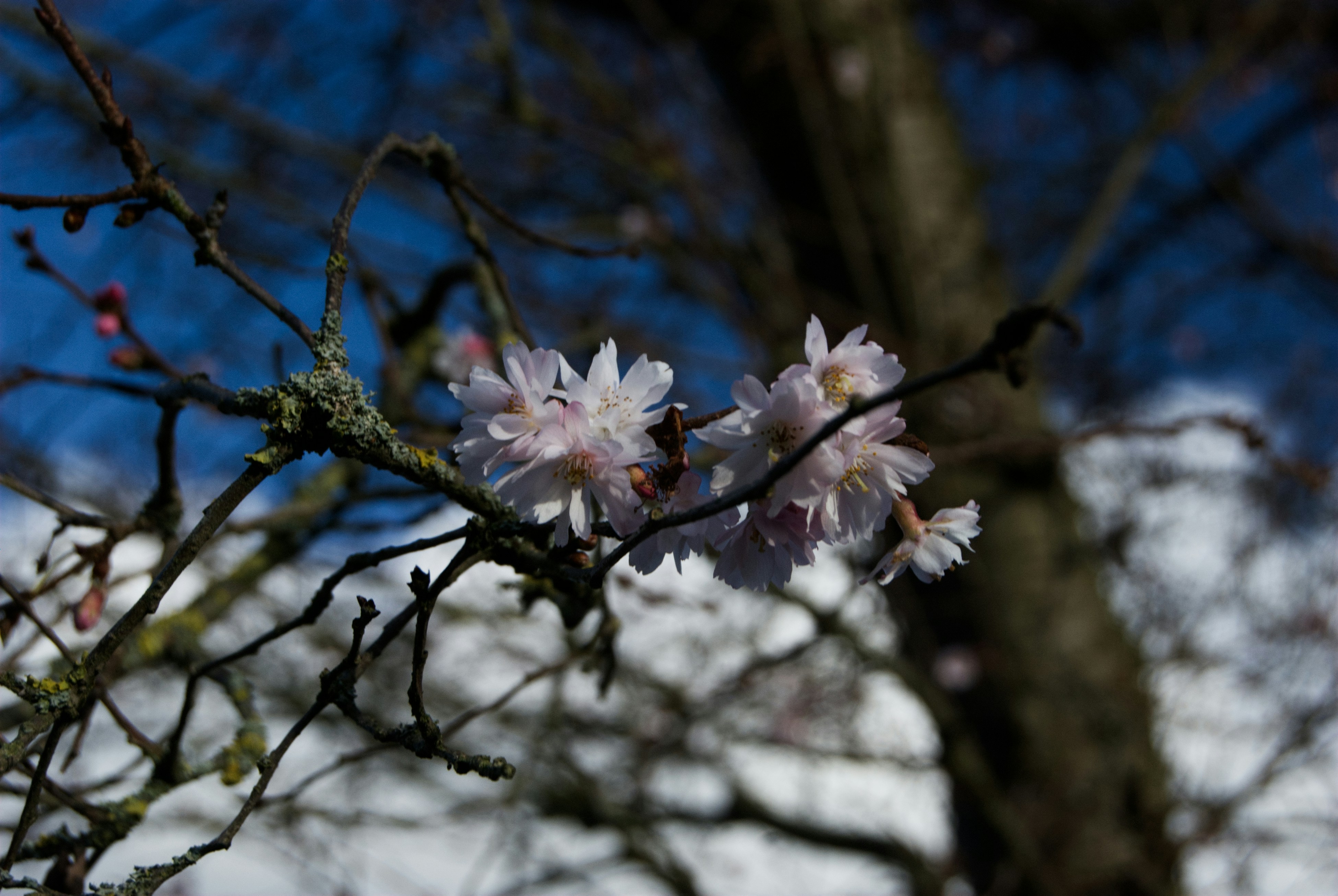 Nahaufnahme einer Blume auf einem Baum