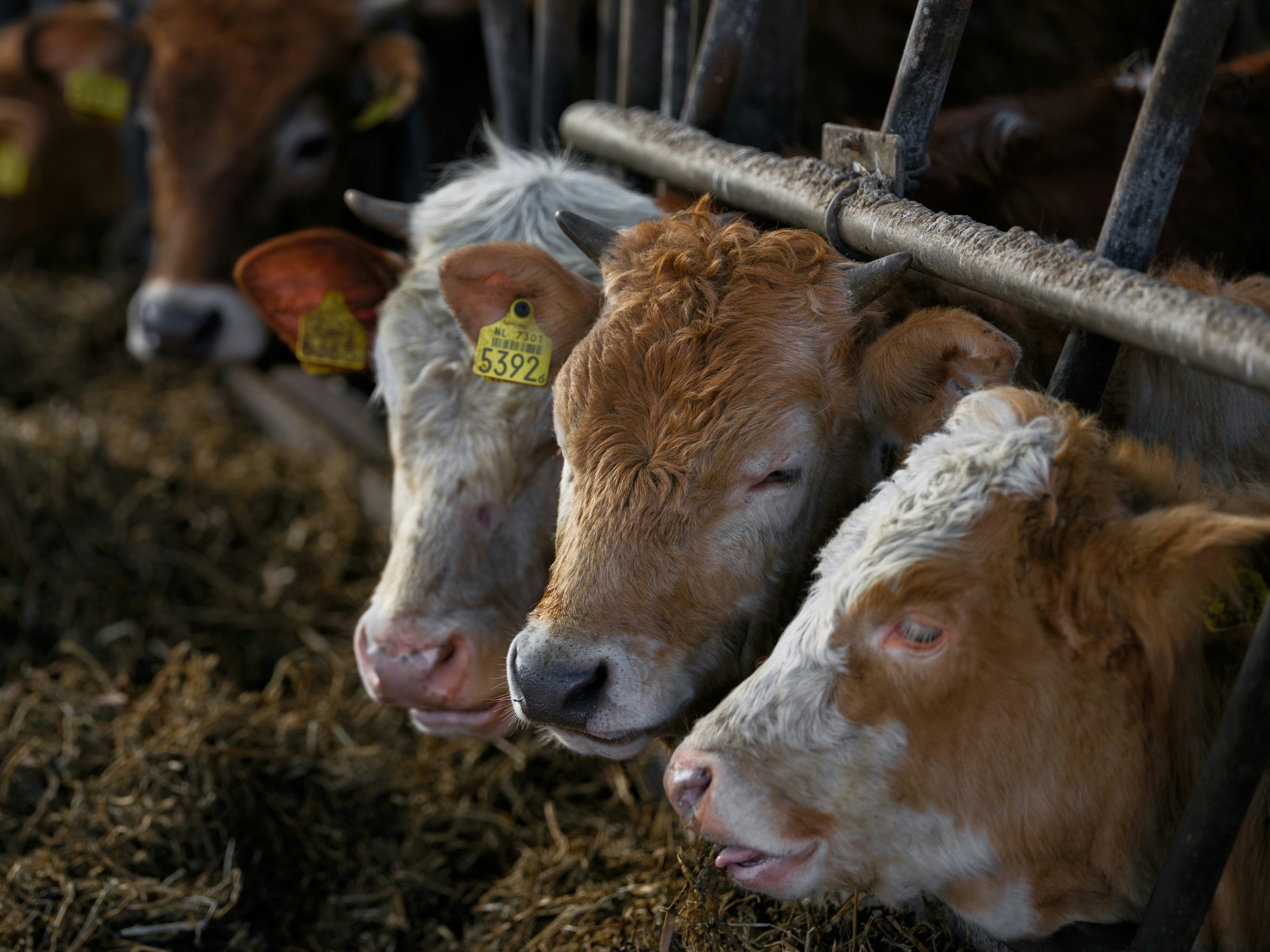 Photo by haberdoedas