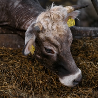 A cow with tags on it's ears eating hay