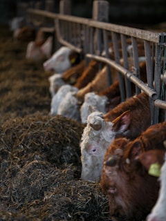 A bunch of cows that are eating some hay