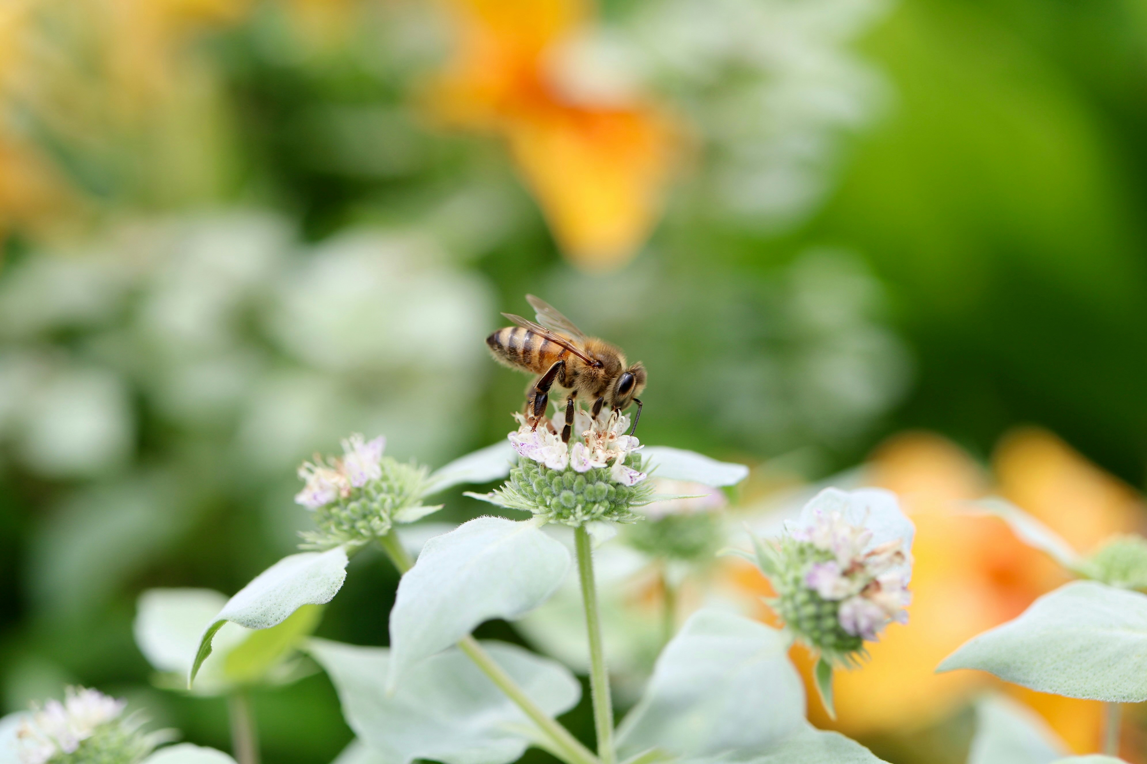 Photo by smyrnahoney