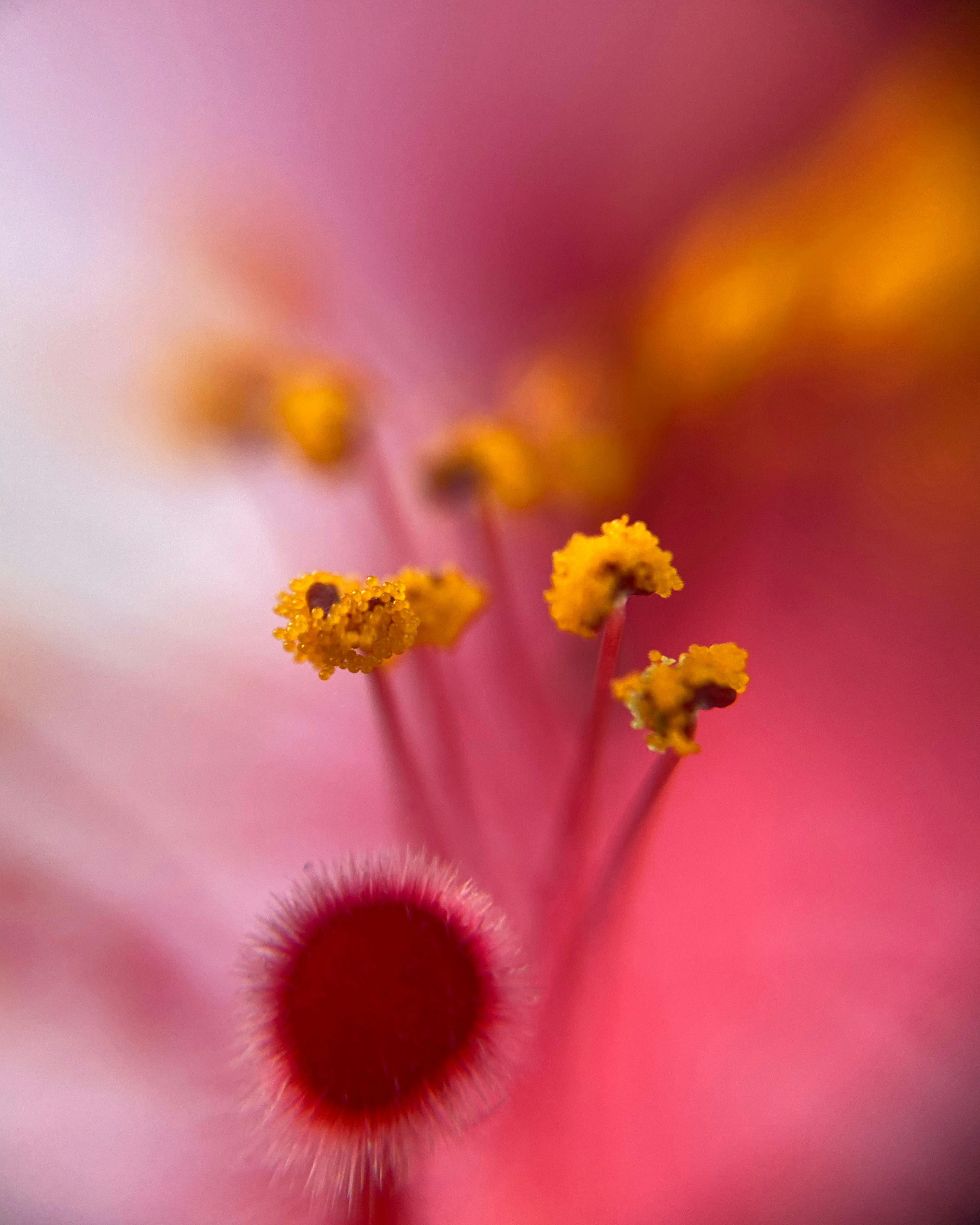 Photo by norbertotriaes