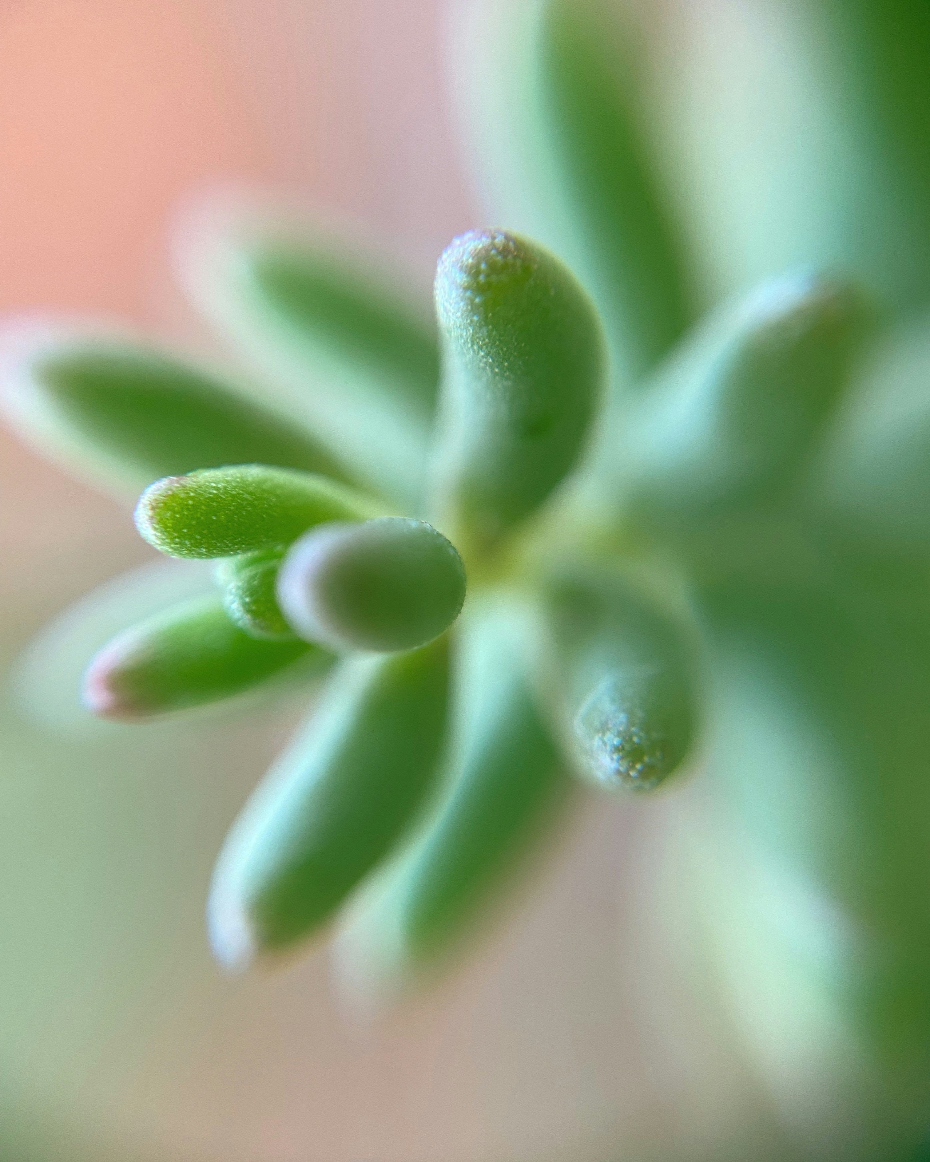Photo by norbertotriaes