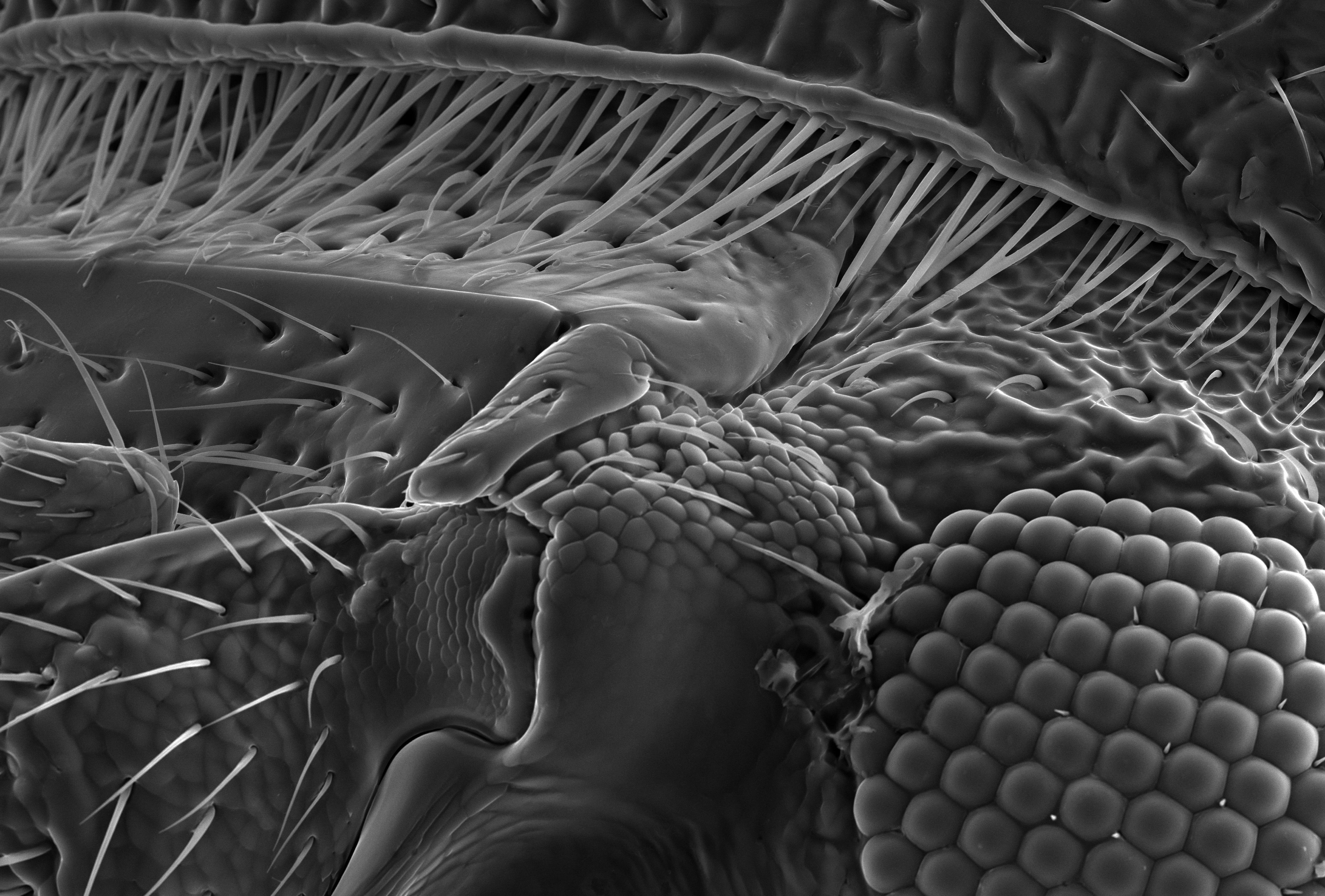 A black and white image of a corn on the cob