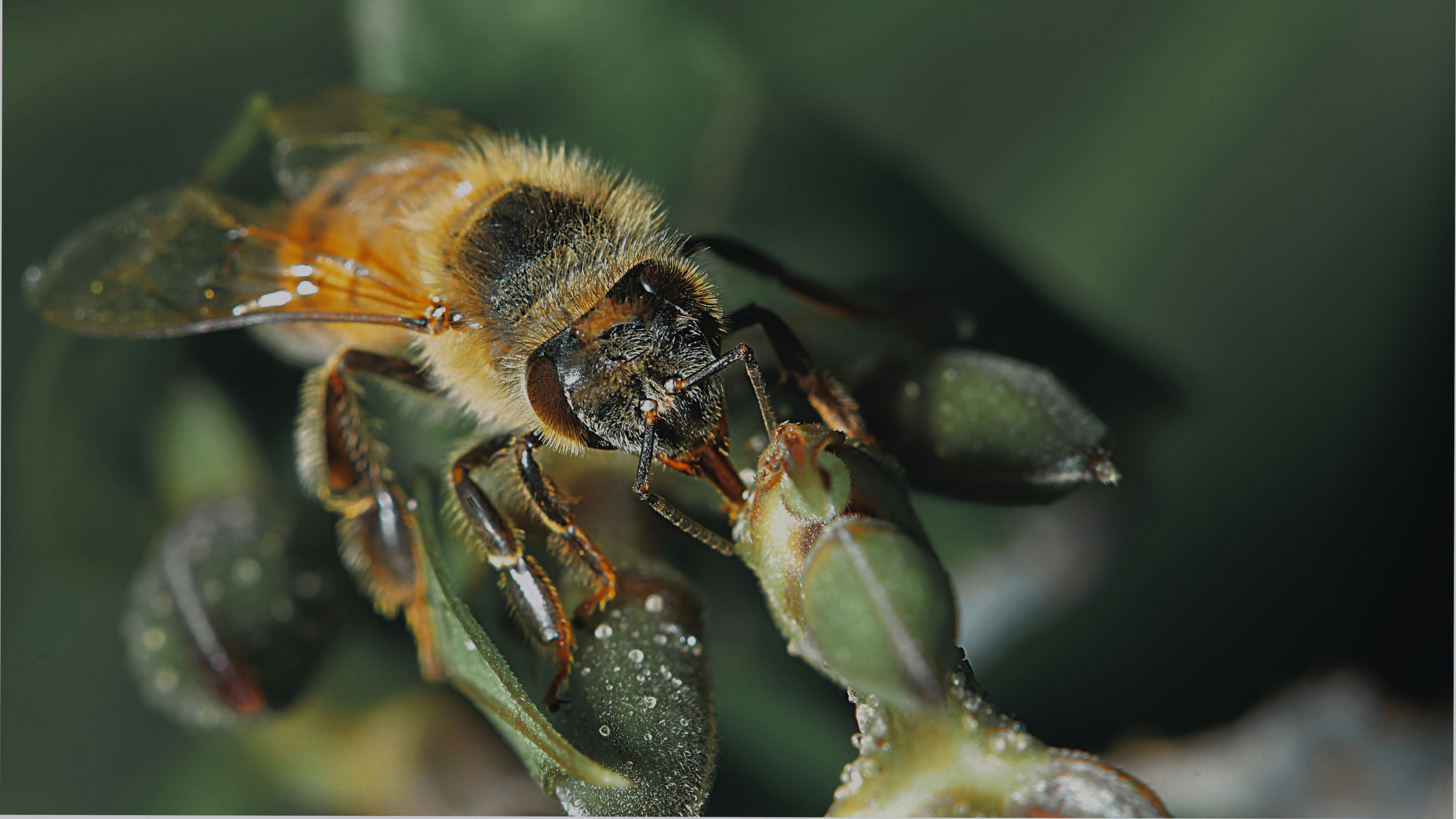 A close up of a bee on a plant