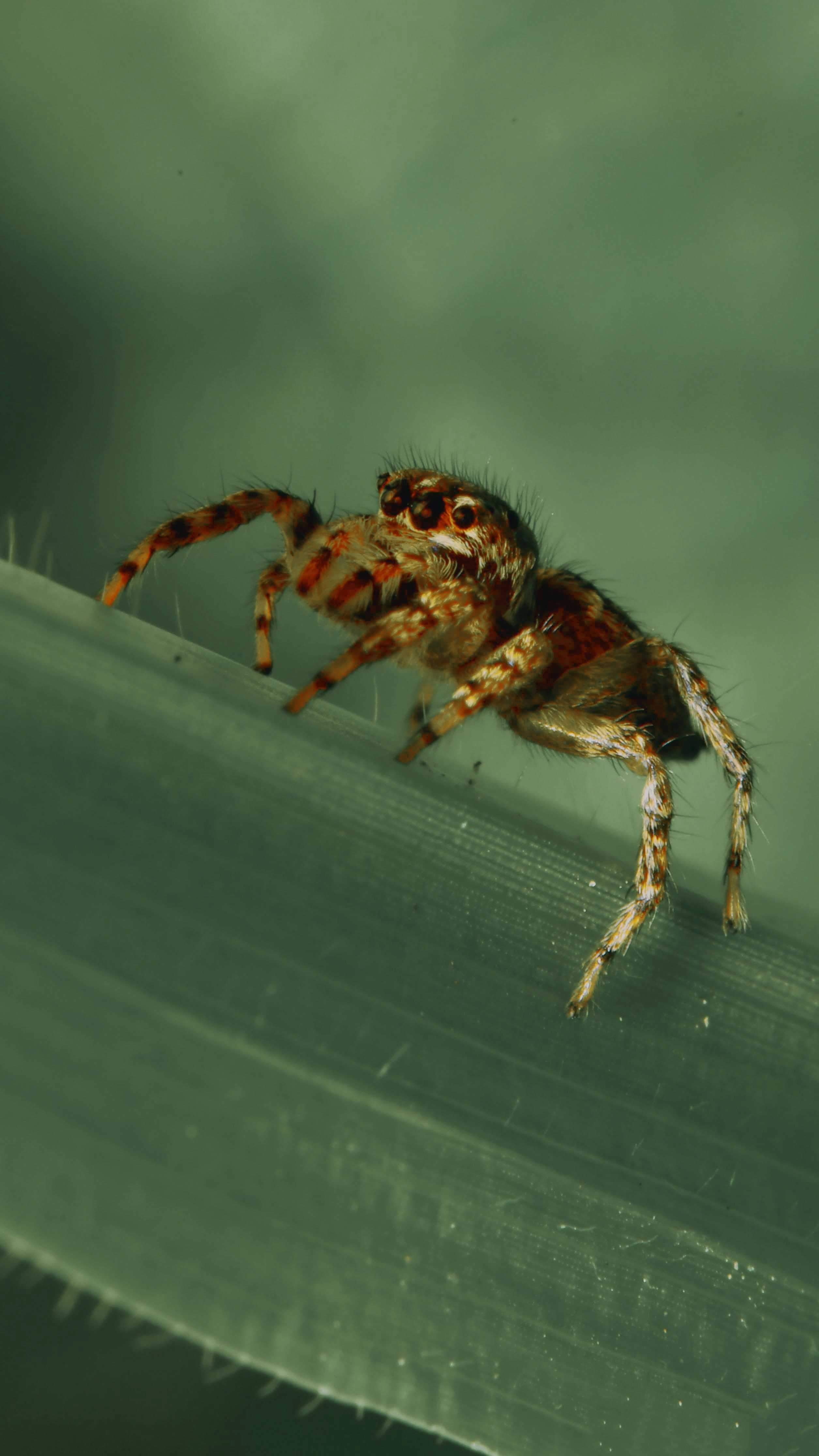 A close up of a spider on a leaf