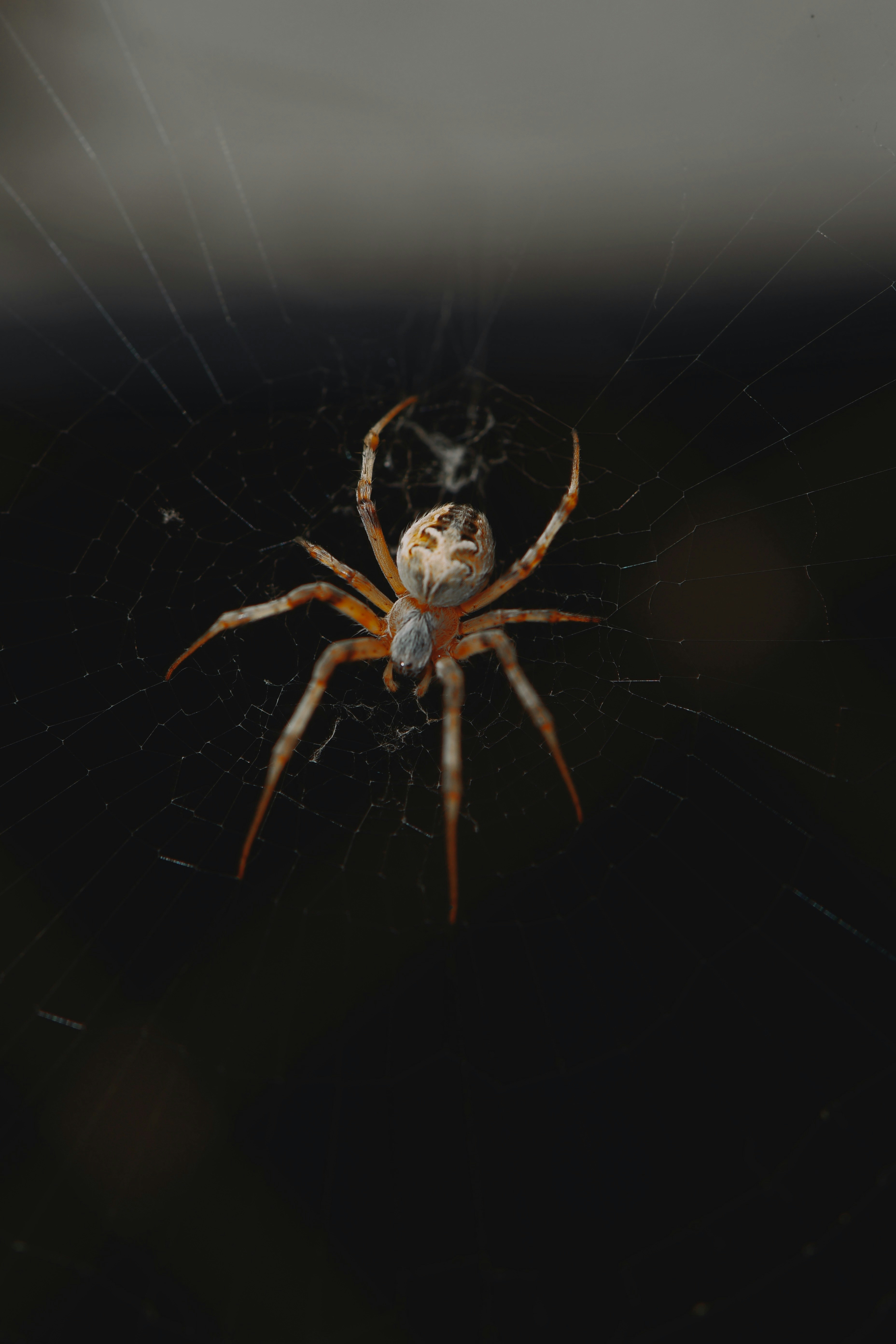 A close up of a spider on its web