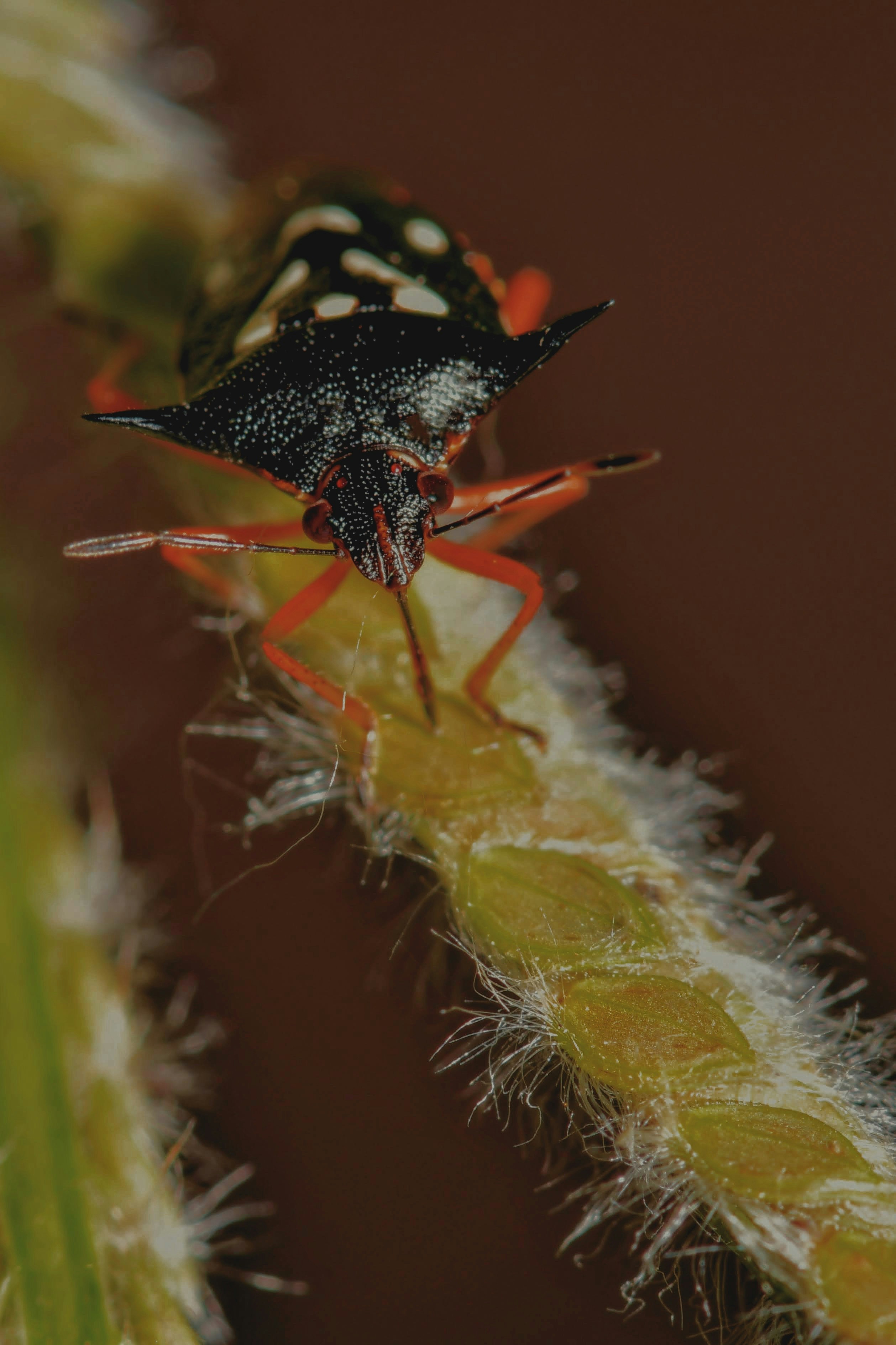 A close up of a bug on a plant