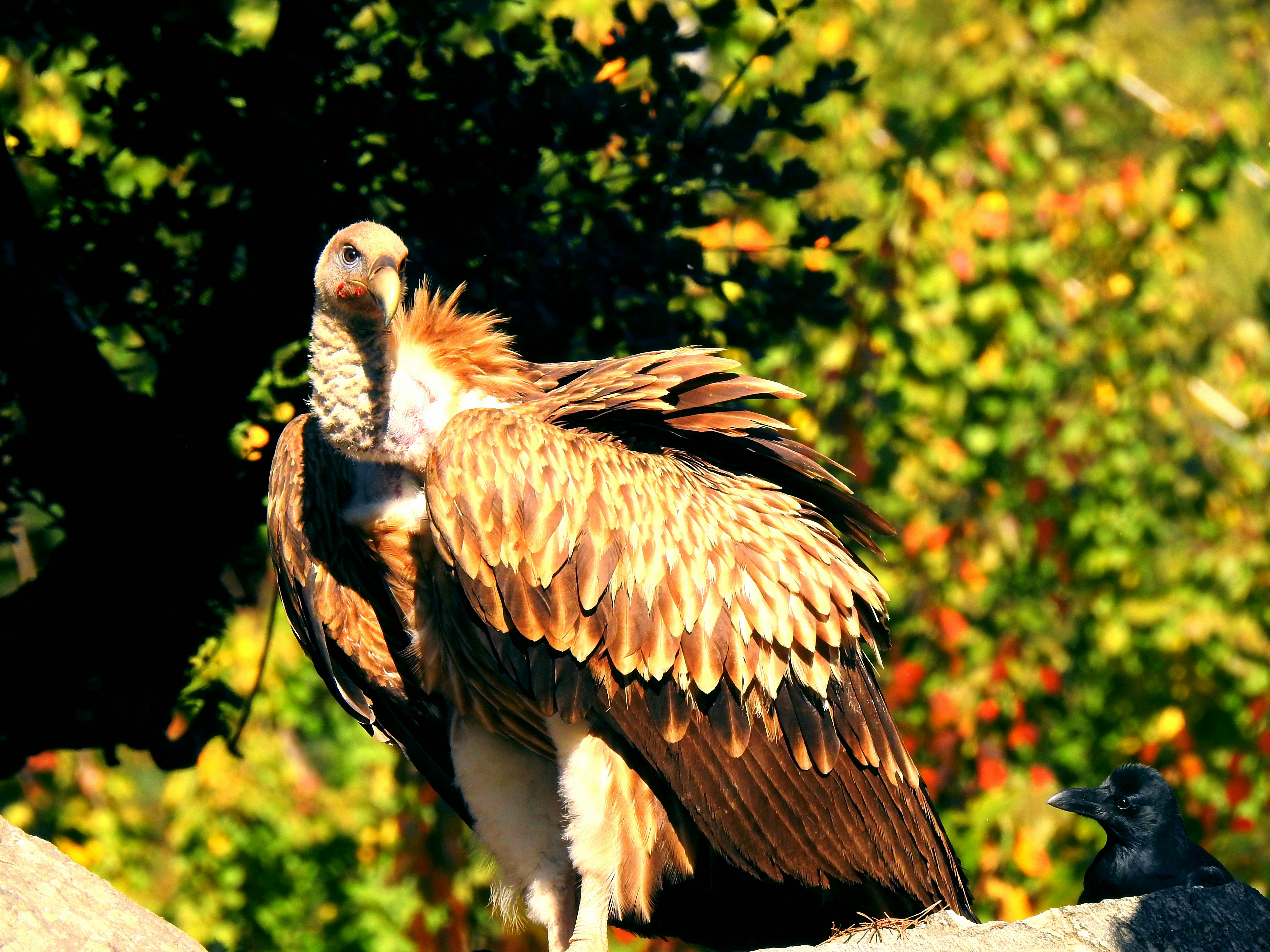 A large bird sitting on top of a rock, Himalayan Vulture and Crow perched on a rugged mountain rock, a powerful contrast of strength and adaptability in the high-altitude wilderness