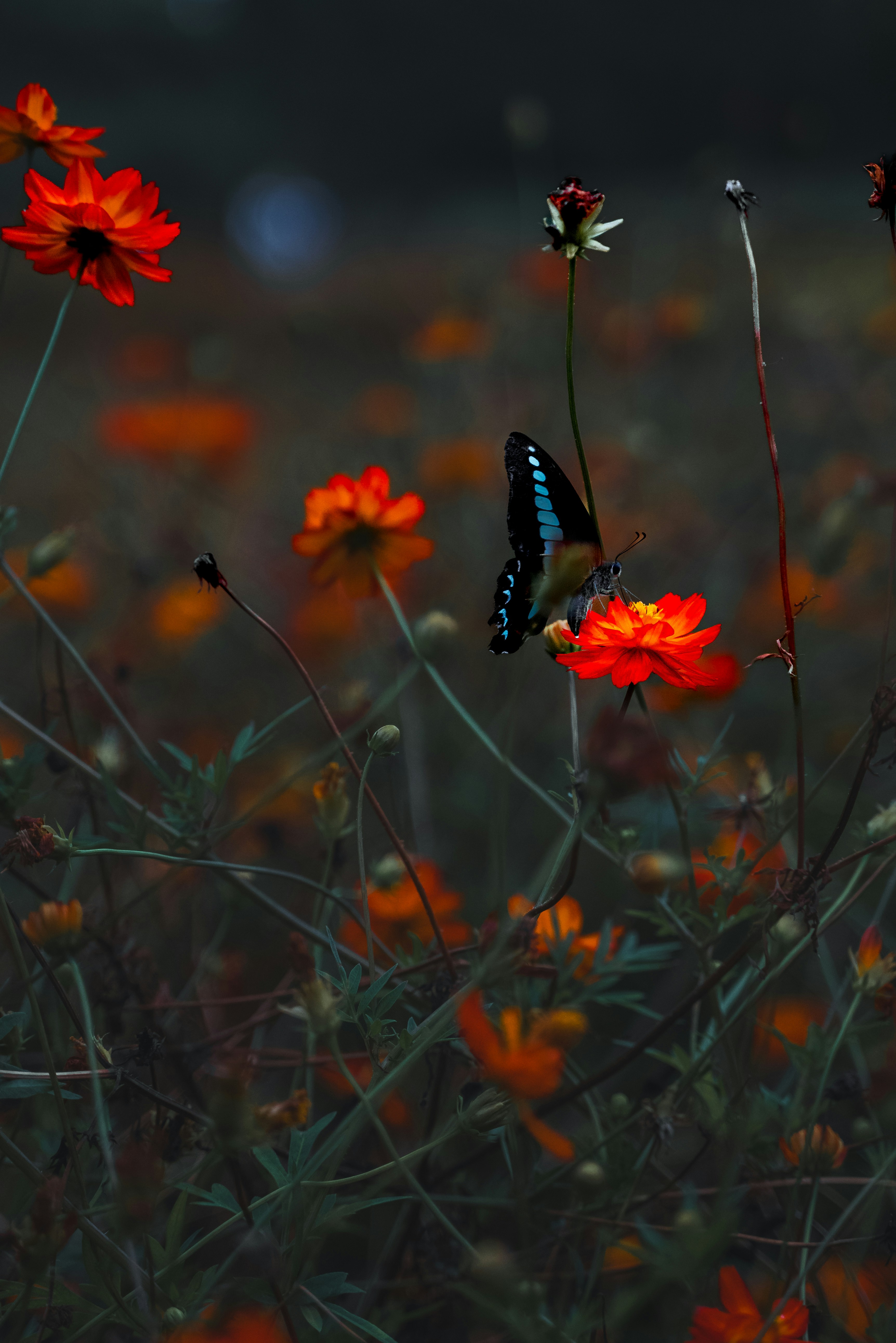 Uma borboleta em uma flor foto – Imagem grátis na Unsplash, image size:3000x4497