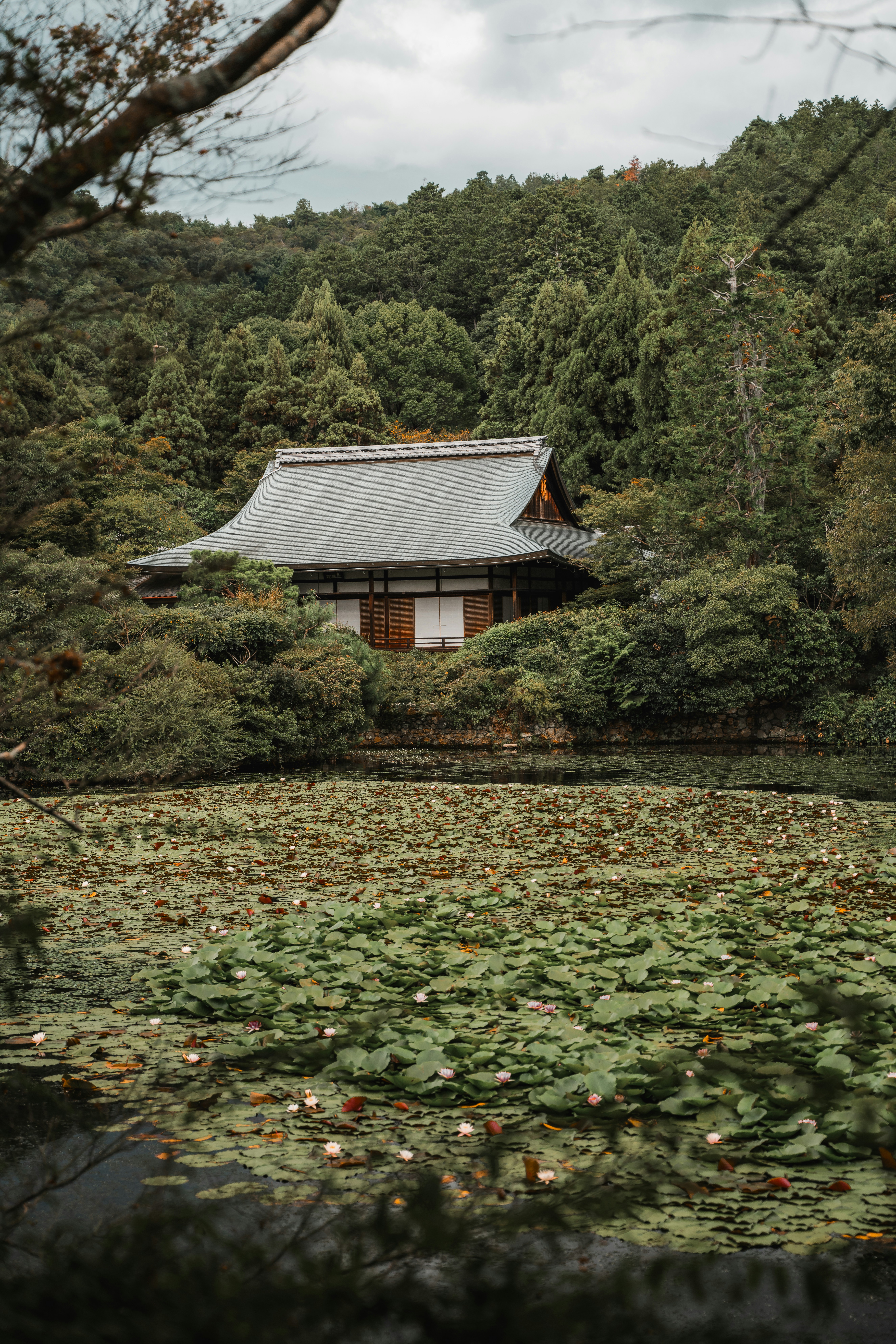 A house in the middle of a pond surrounded by trees