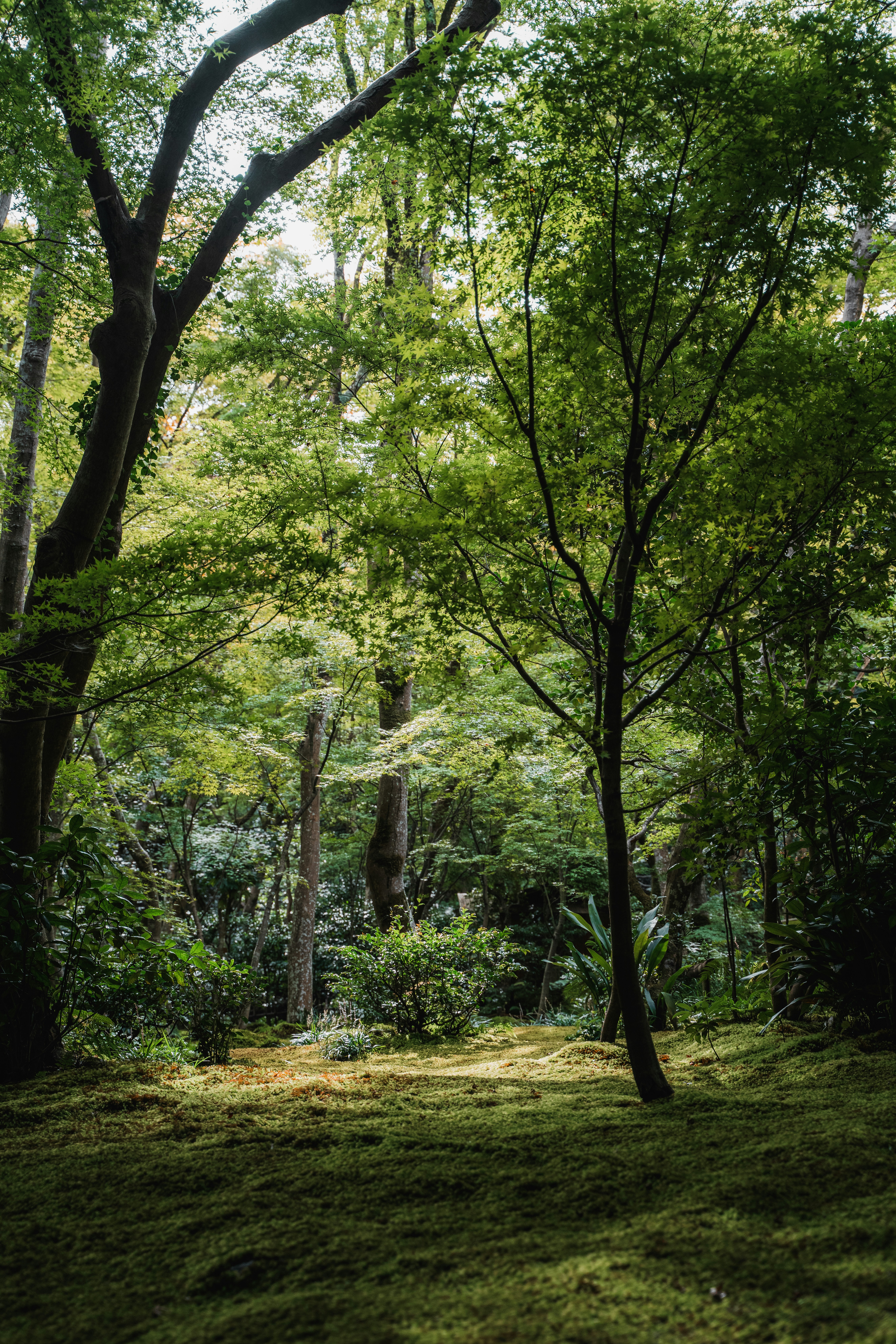 A lush green forest filled with lots of trees