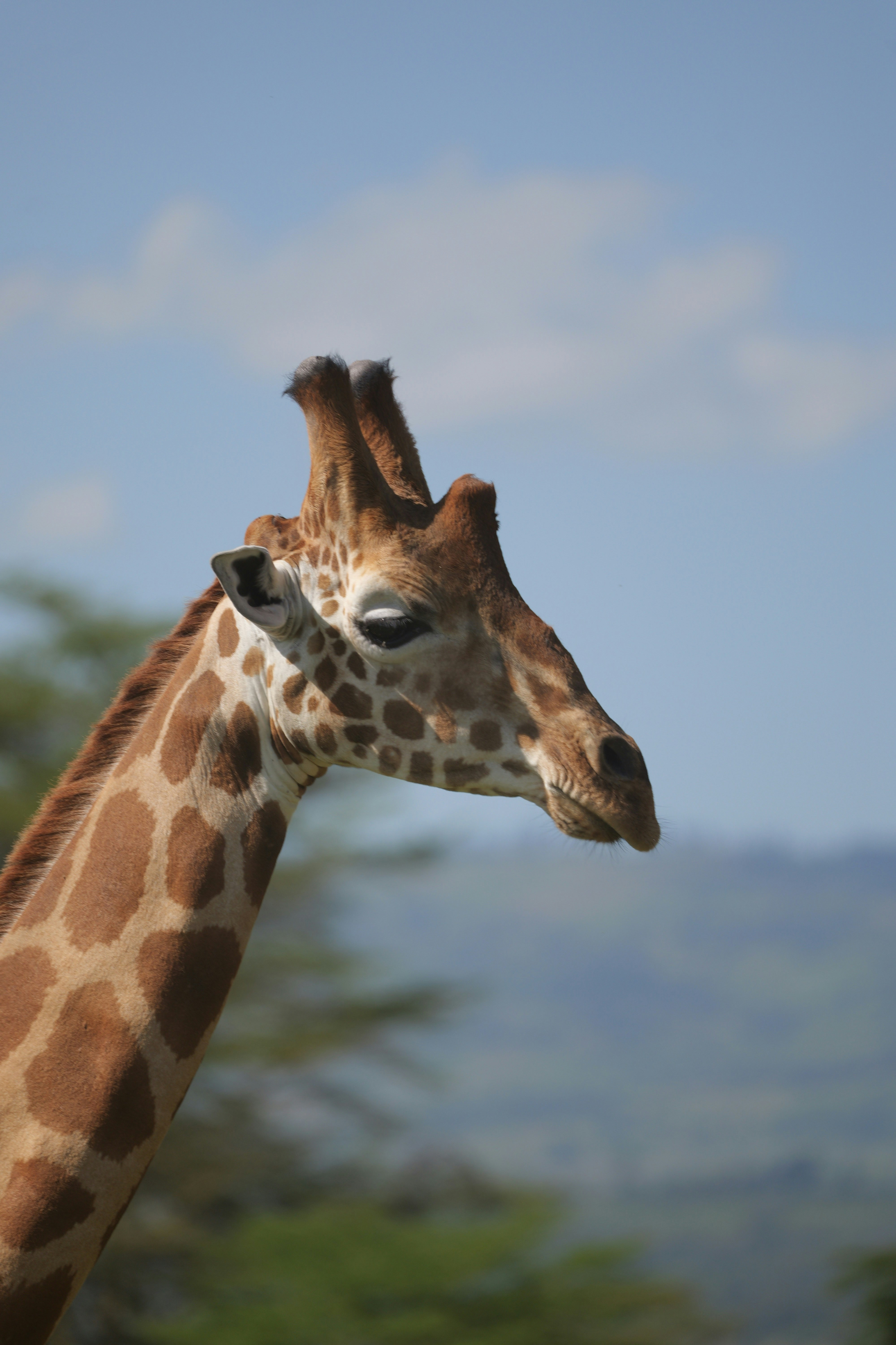 A close up of a giraffe with trees in the background