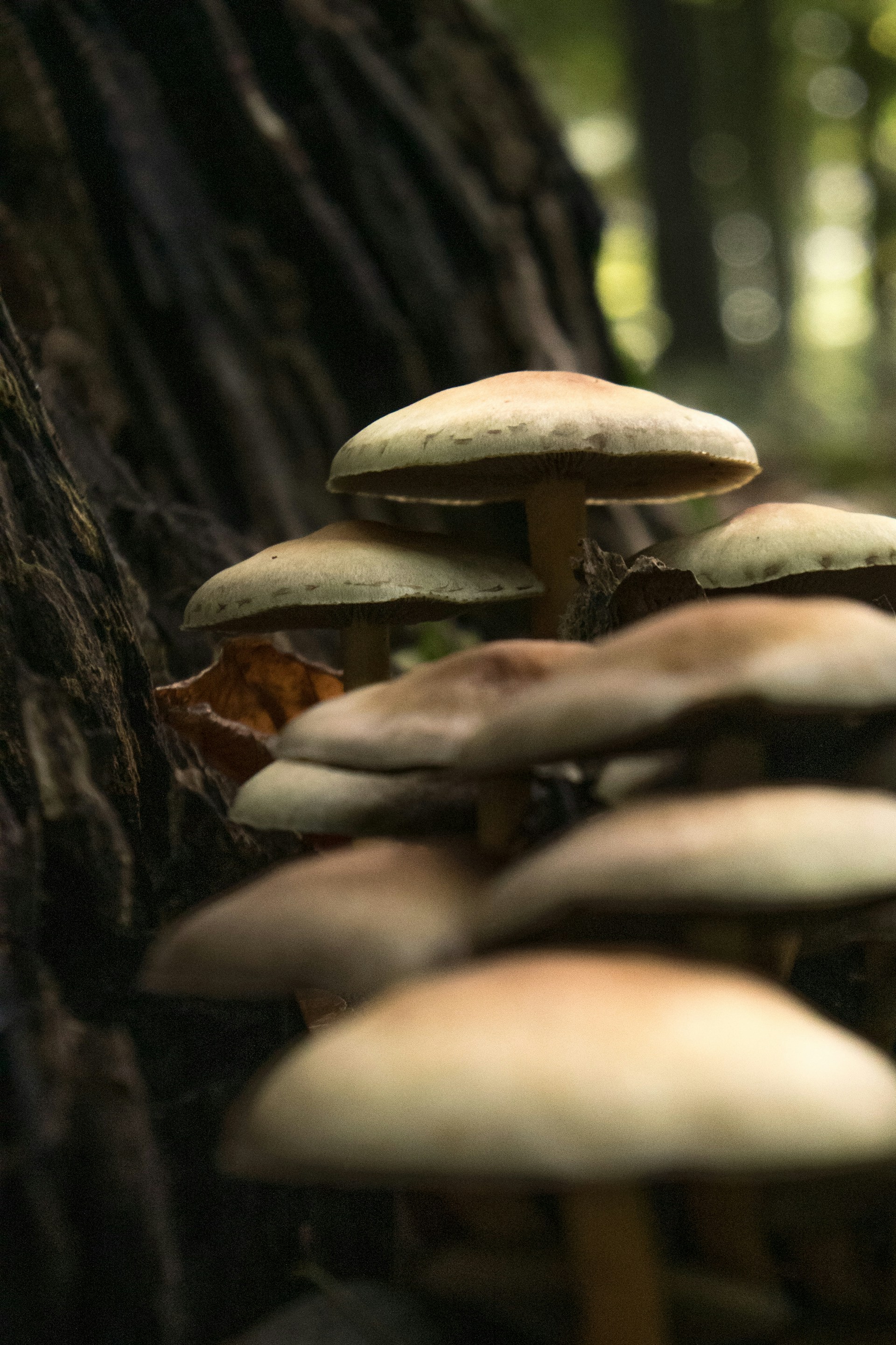 A group of mushrooms growing on the side of a tree