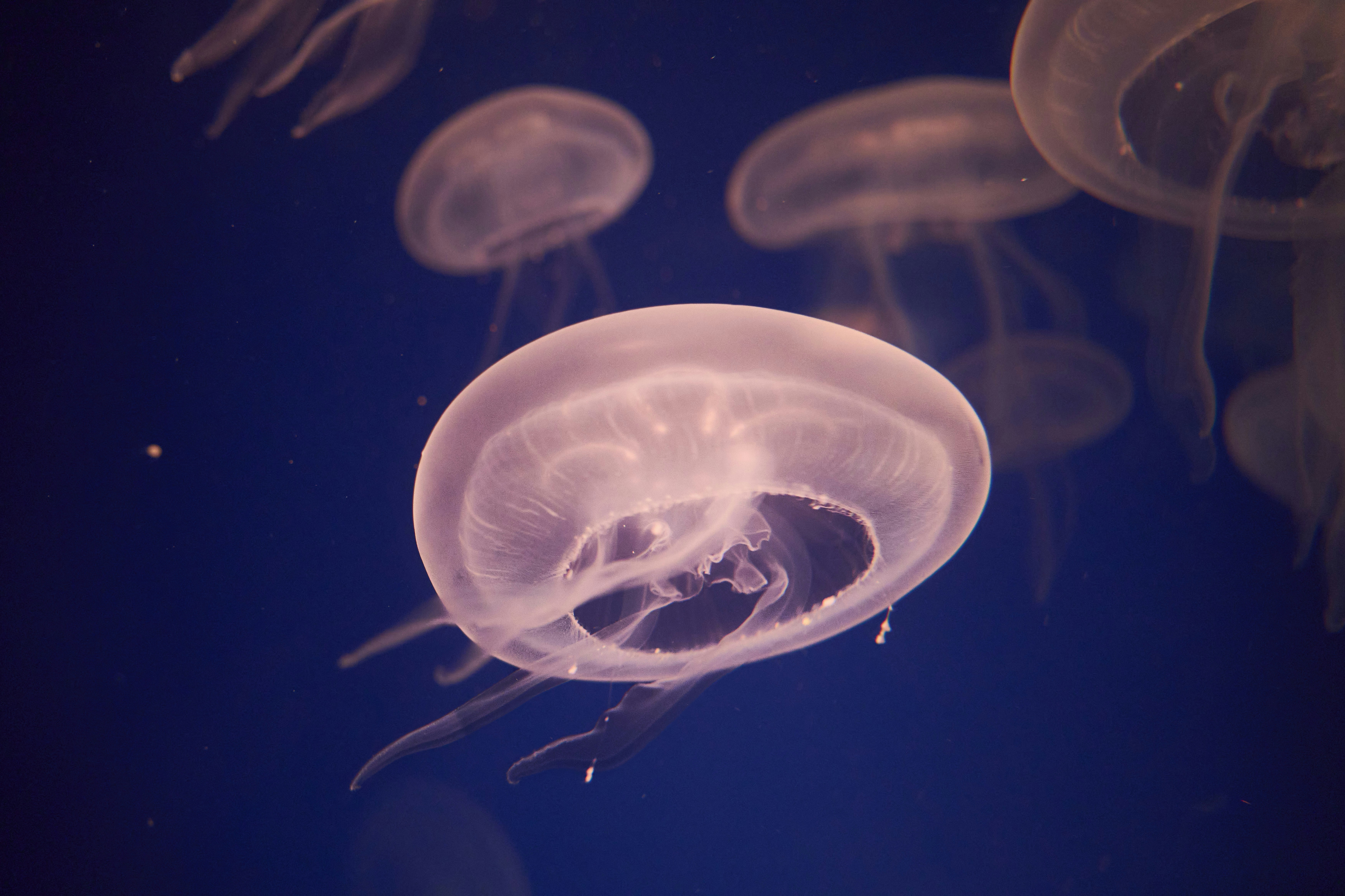 Photo by wolfgang_hasselmann