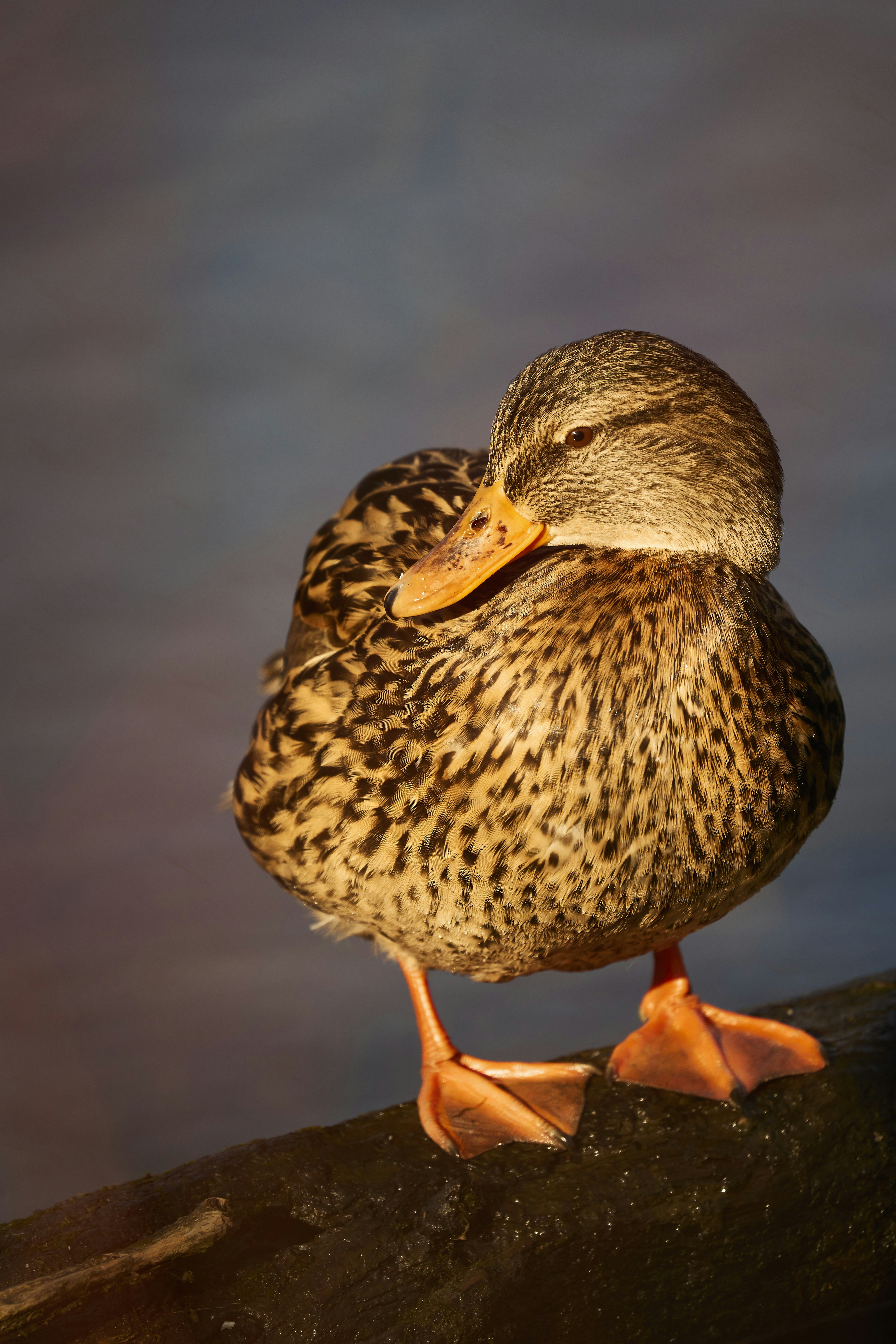 Photo by wolfgang_hasselmann