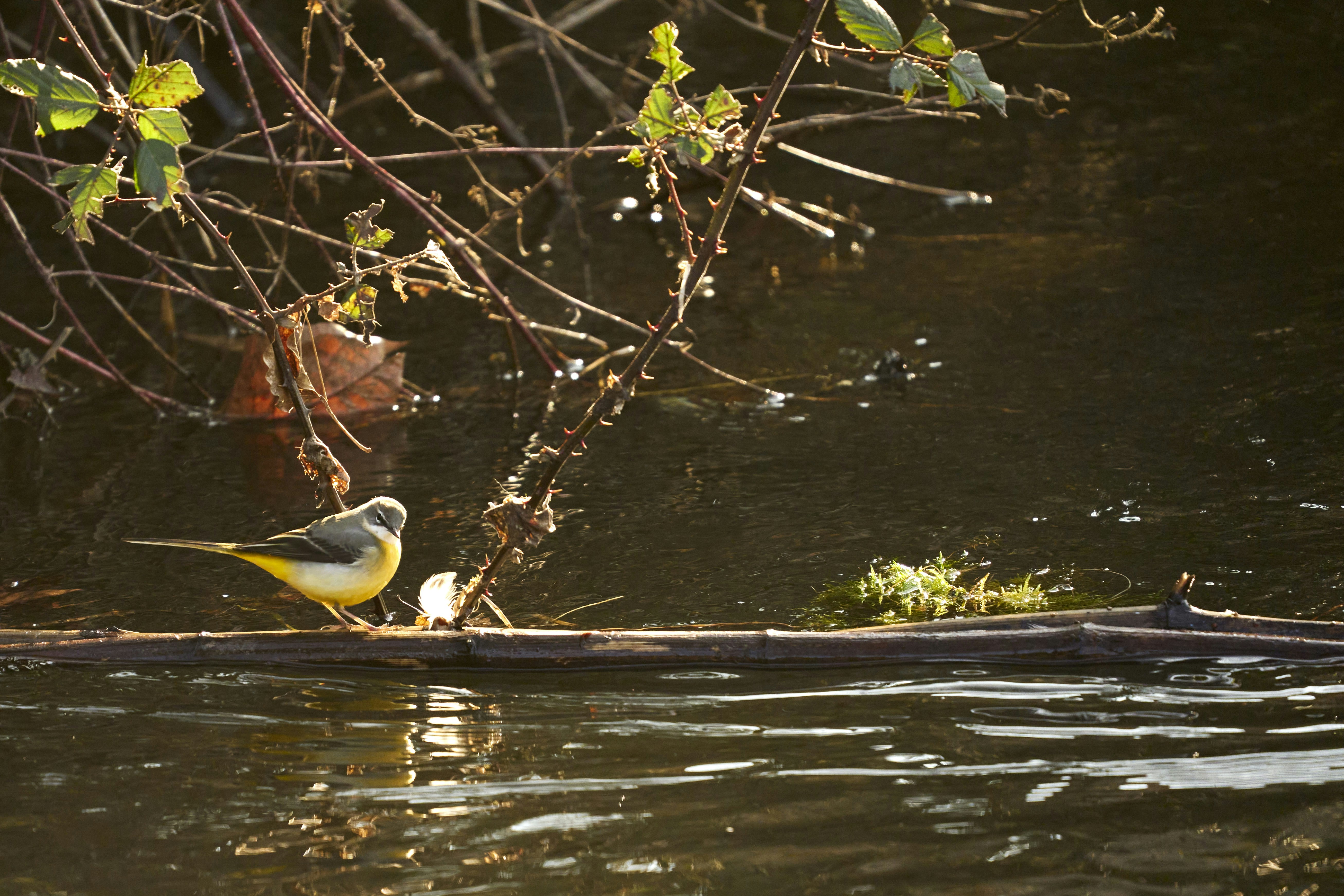 Photo by wolfgang_hasselmann