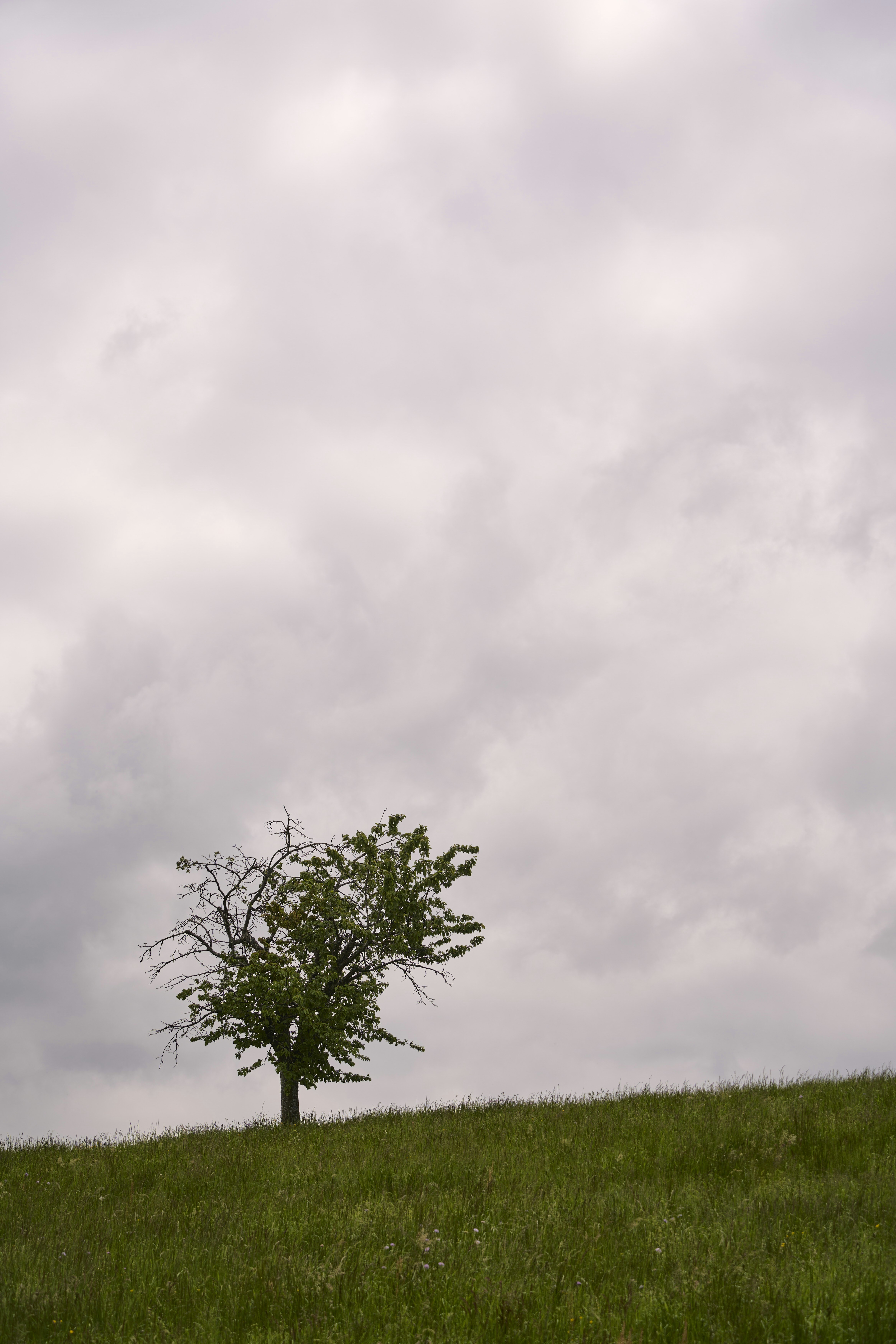 Photo by wolfgang_hasselmann