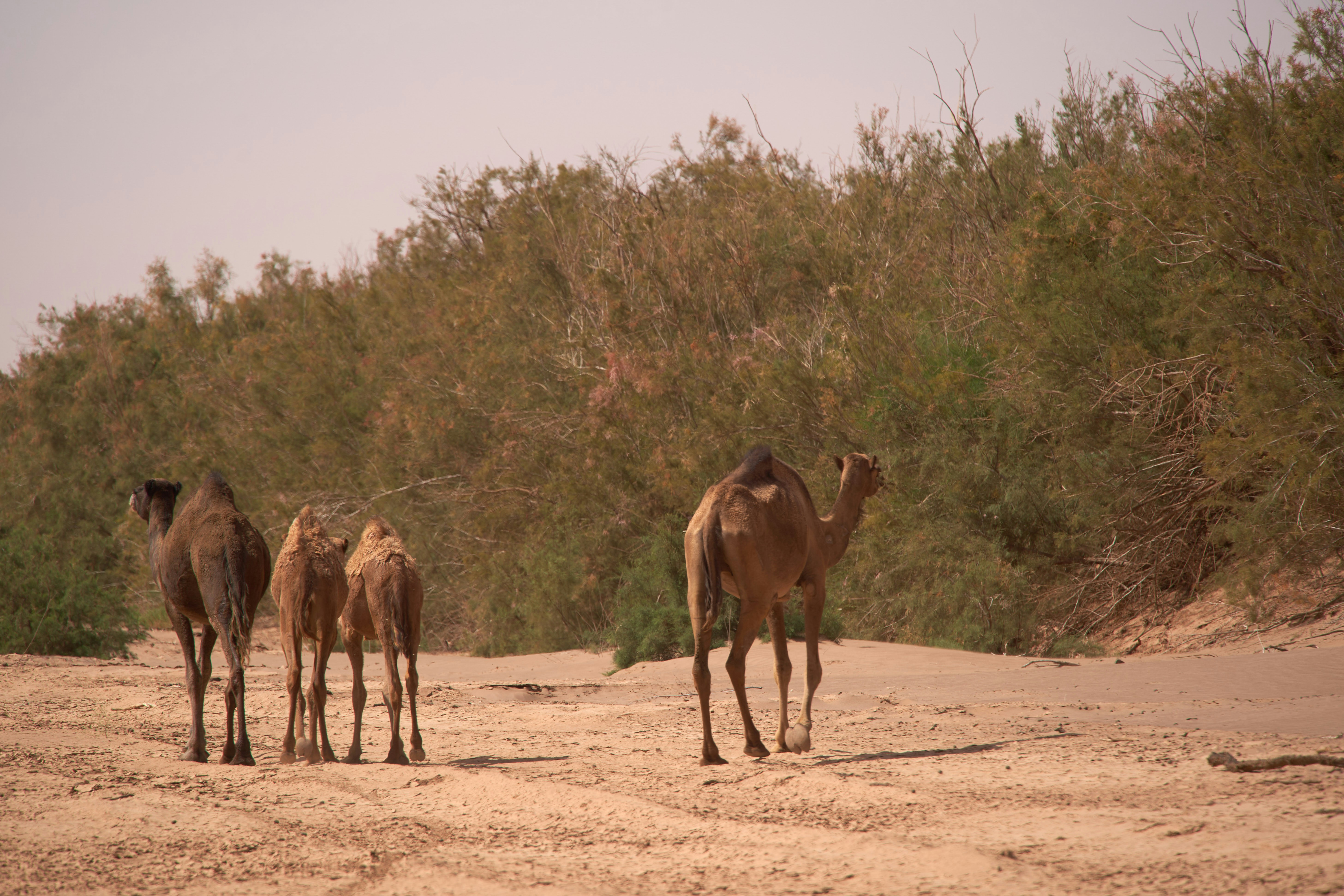 Photo by wolfgang_hasselmann