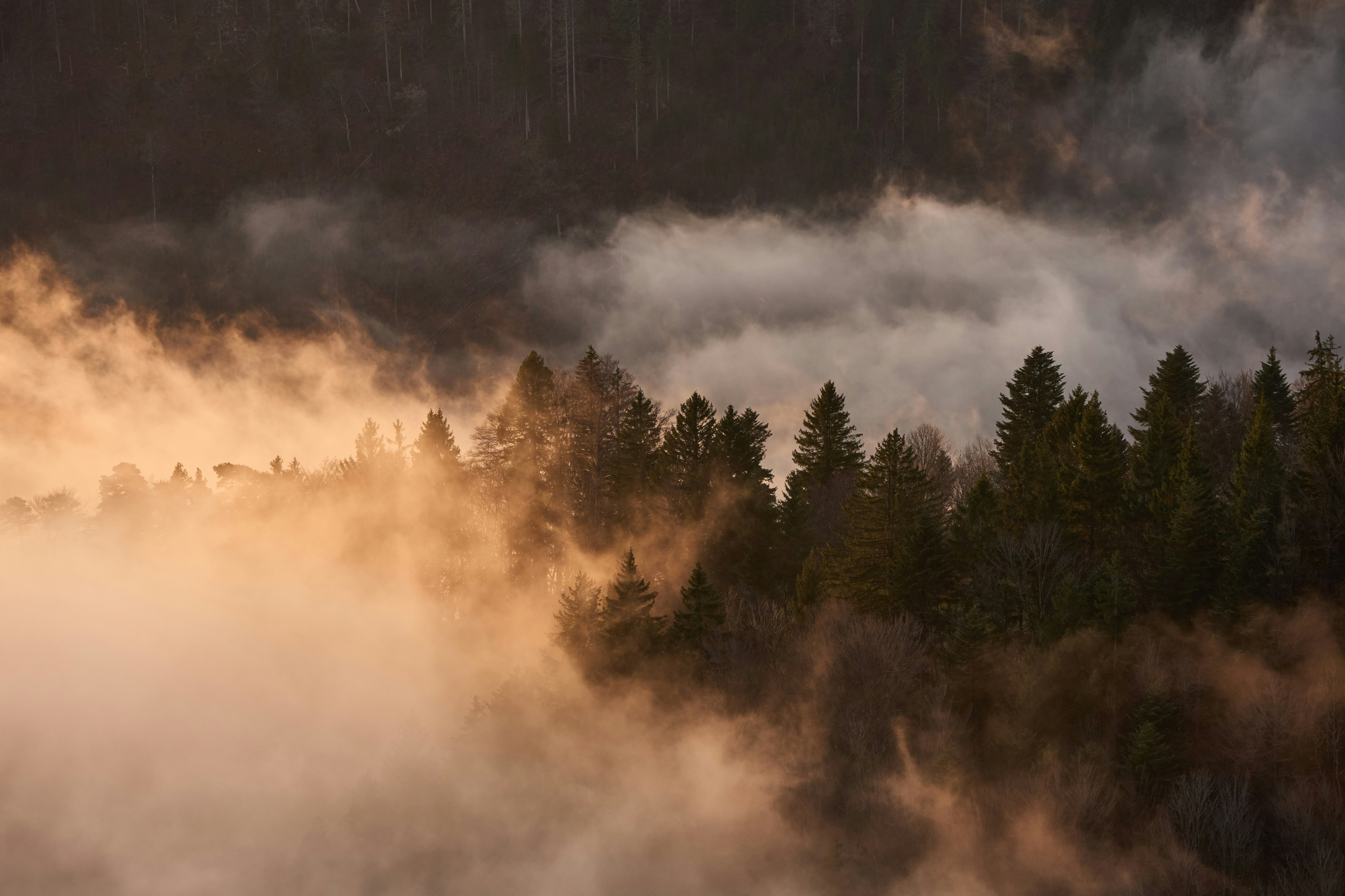 Photo by wolfgang_hasselmann