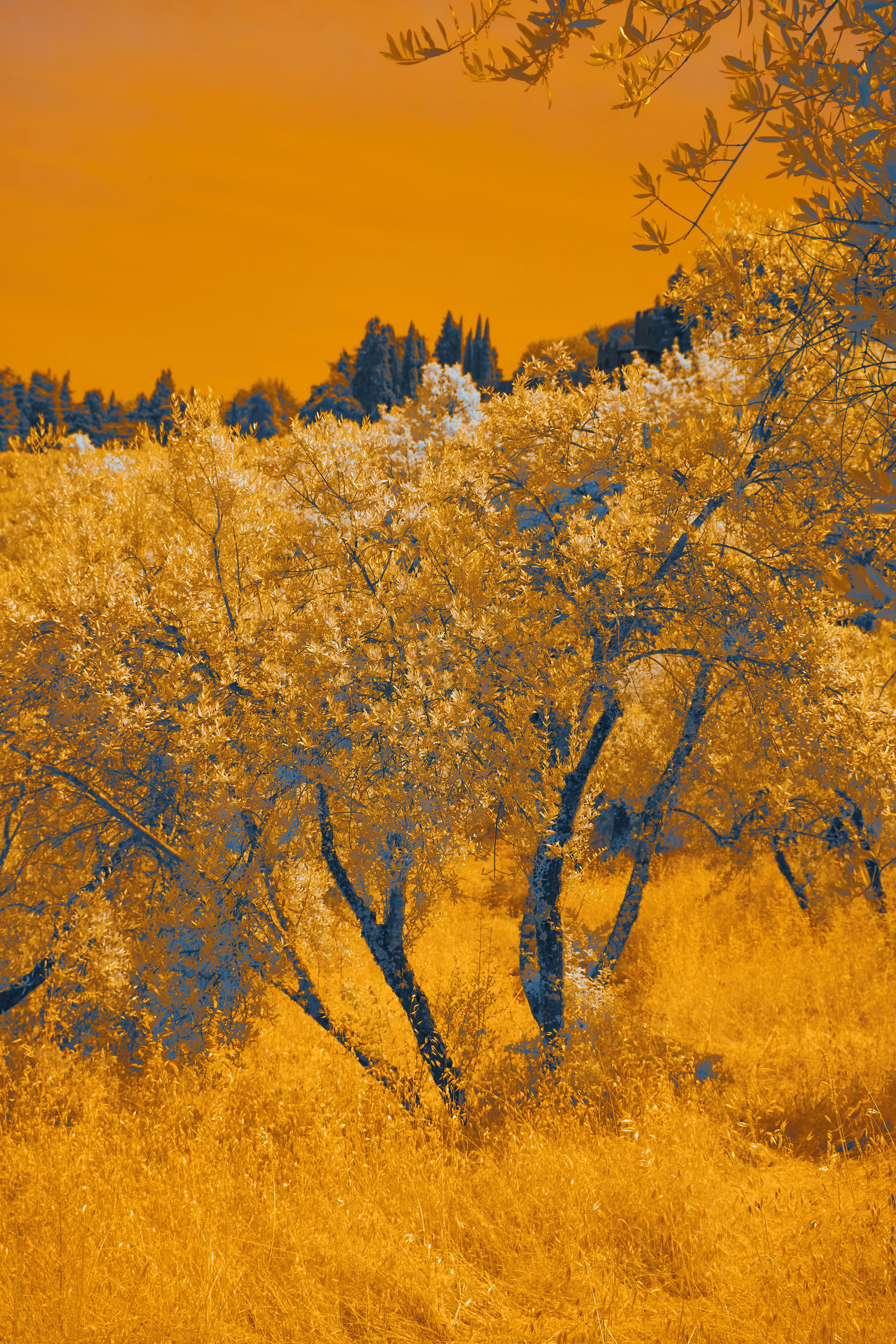 Photo by wolfgang_hasselmann