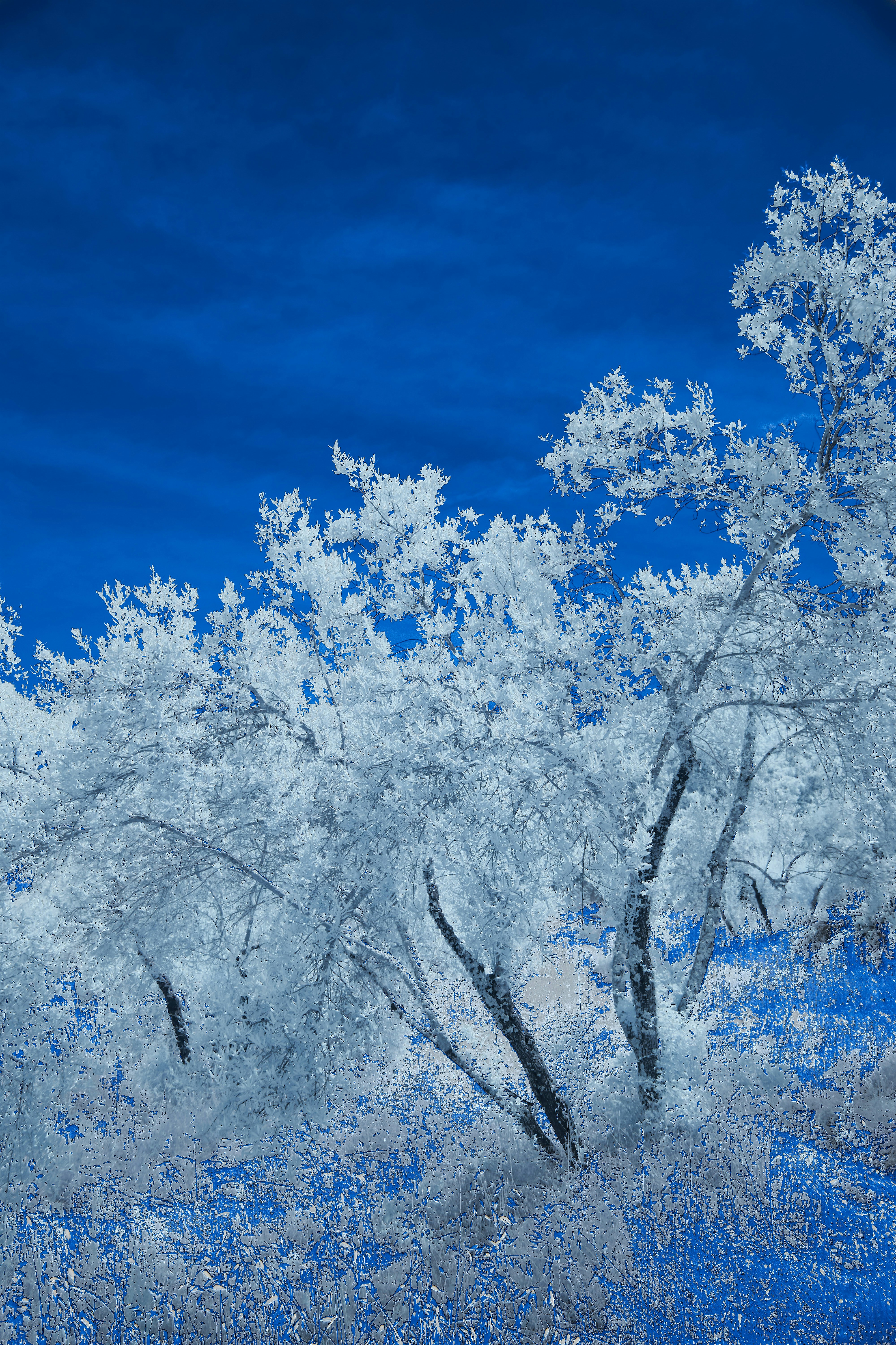 Photo by wolfgang_hasselmann