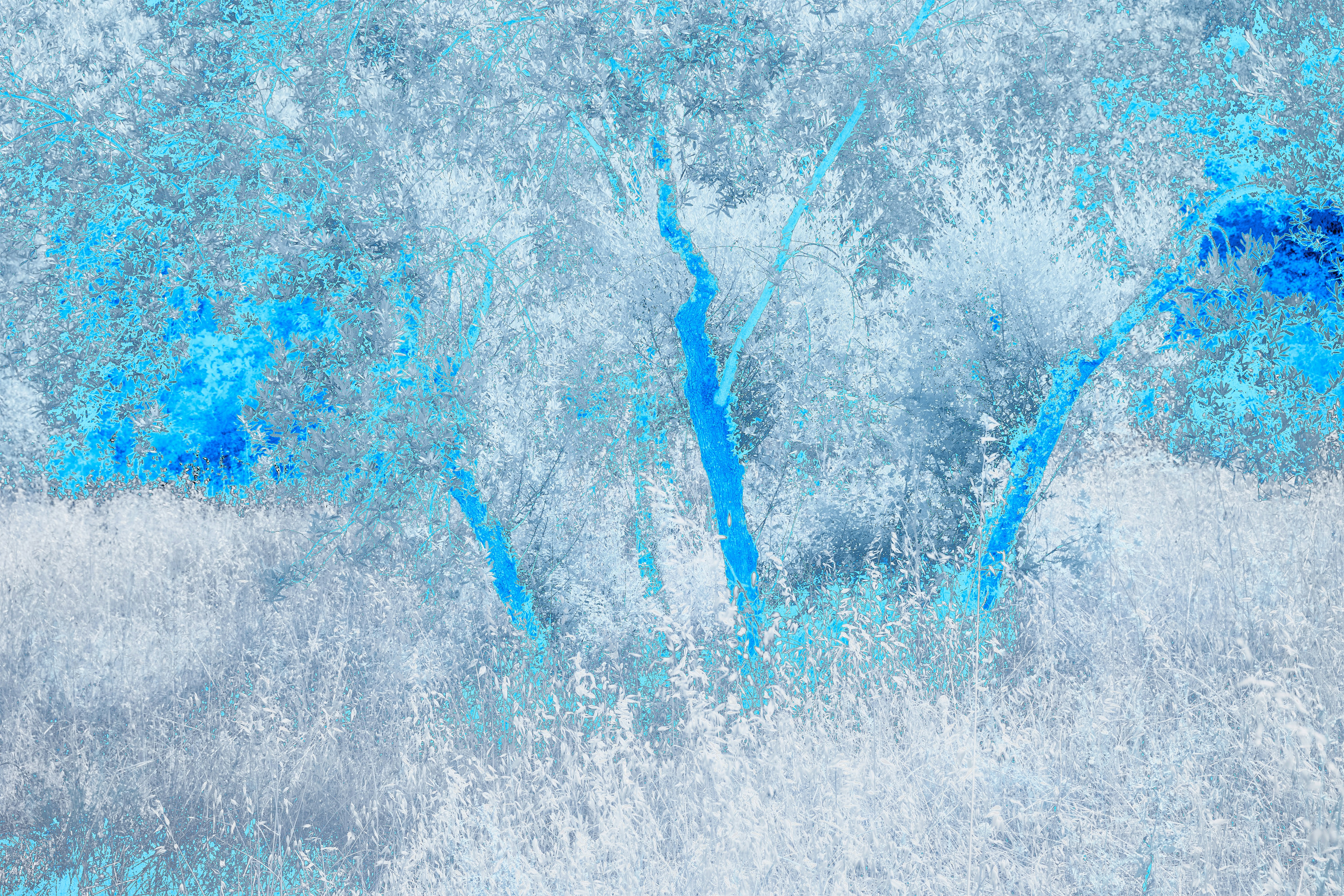 Photo by wolfgang_hasselmann