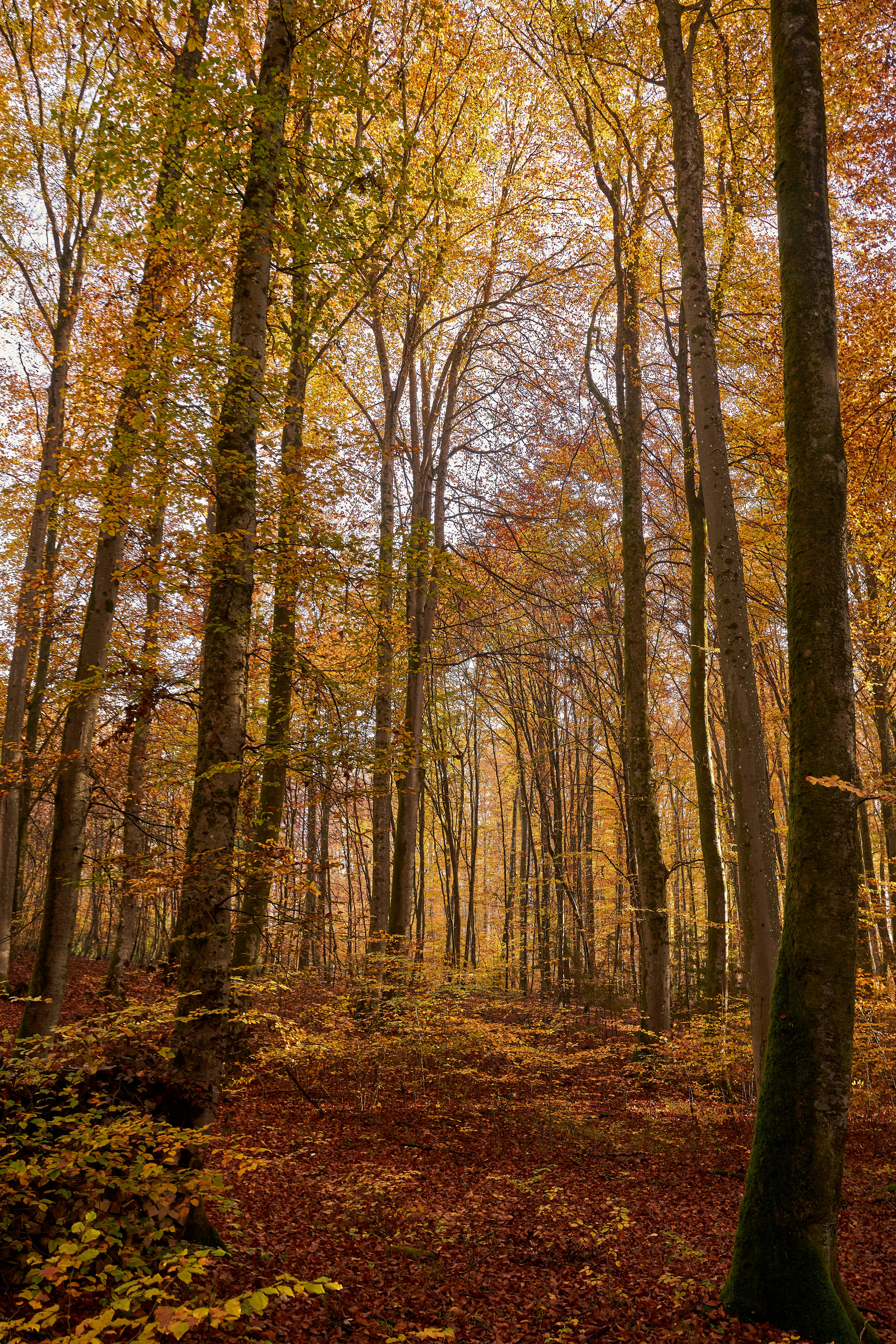 Photo by wolfgang_hasselmann