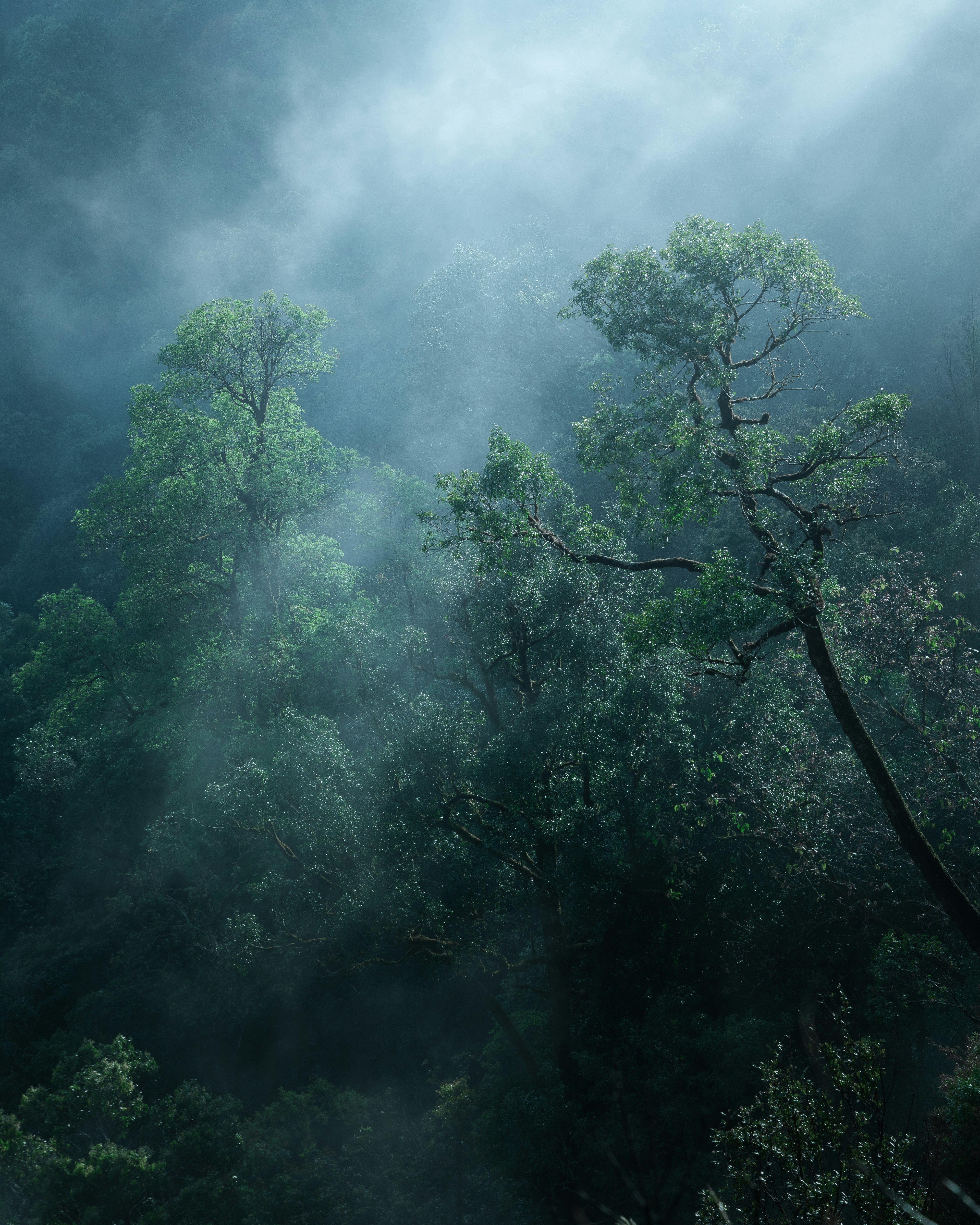 A foggy forest filled with lots of trees