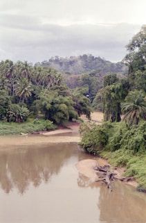 A body of water surrounded by lush green trees