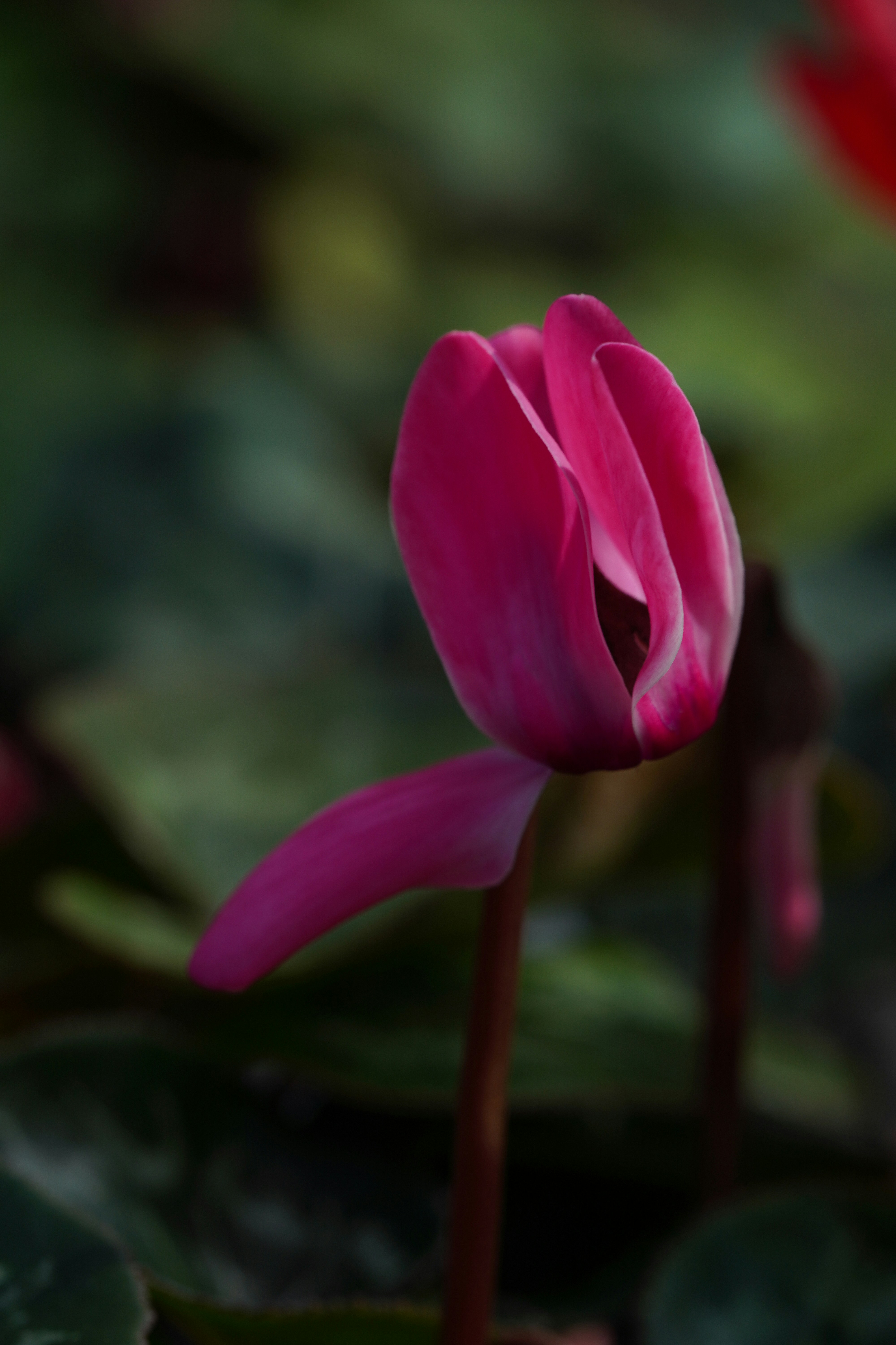 Photo by dkoplyk