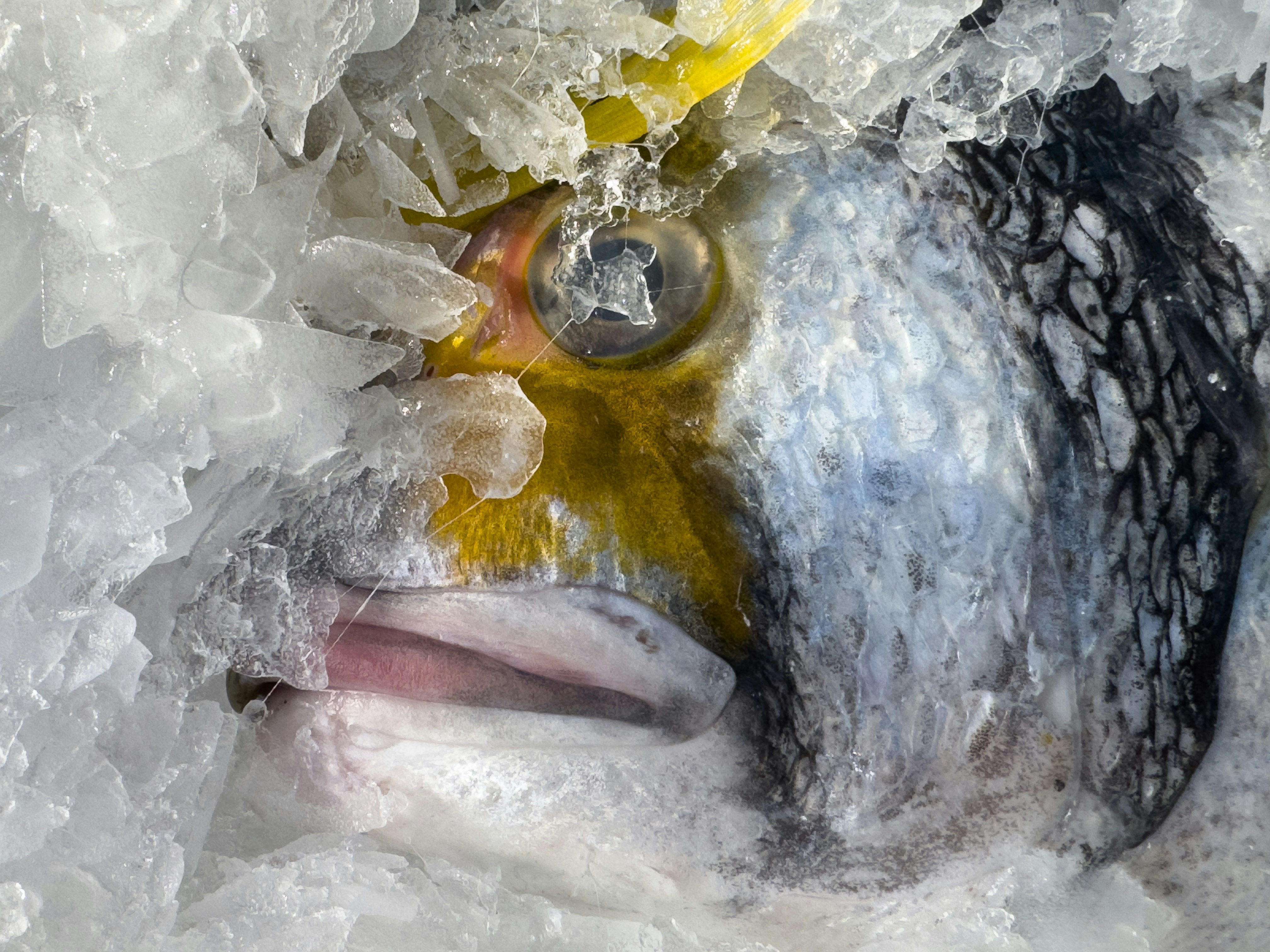 The Antifreeze Proteins of Arctic Fish (image credits: unsplash)