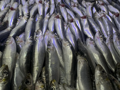 A bunch of fish that are on a table