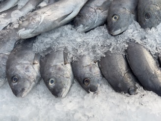 A bunch of fish that are on some ice